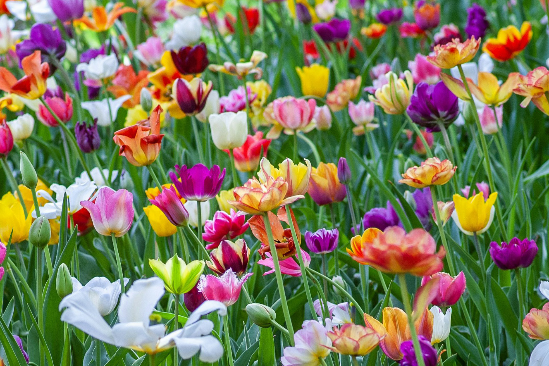 Bild av en blomstrande vårblommor.