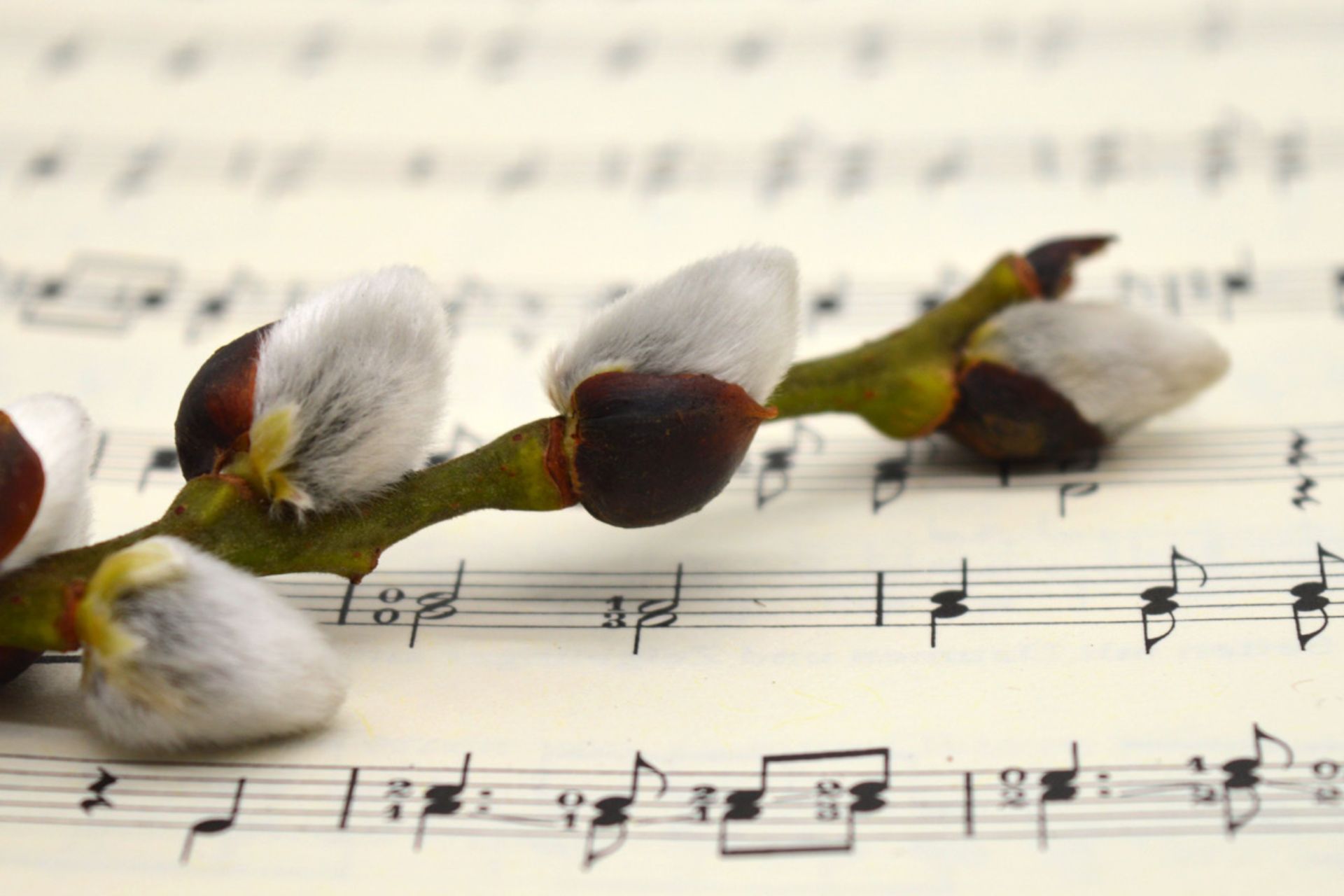 Närbild av ett notblad med en videkvist som ligger ovanpå.