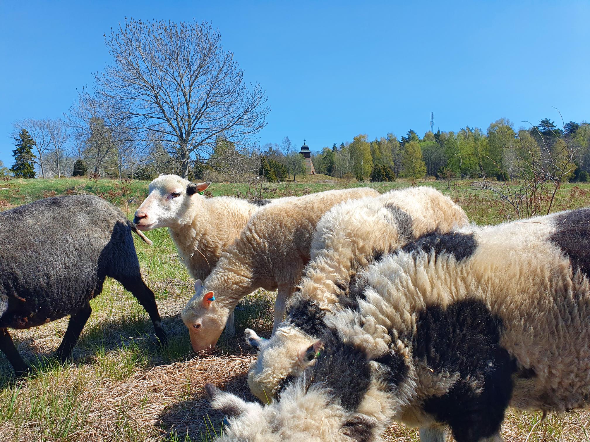 Får i Klockarhagen