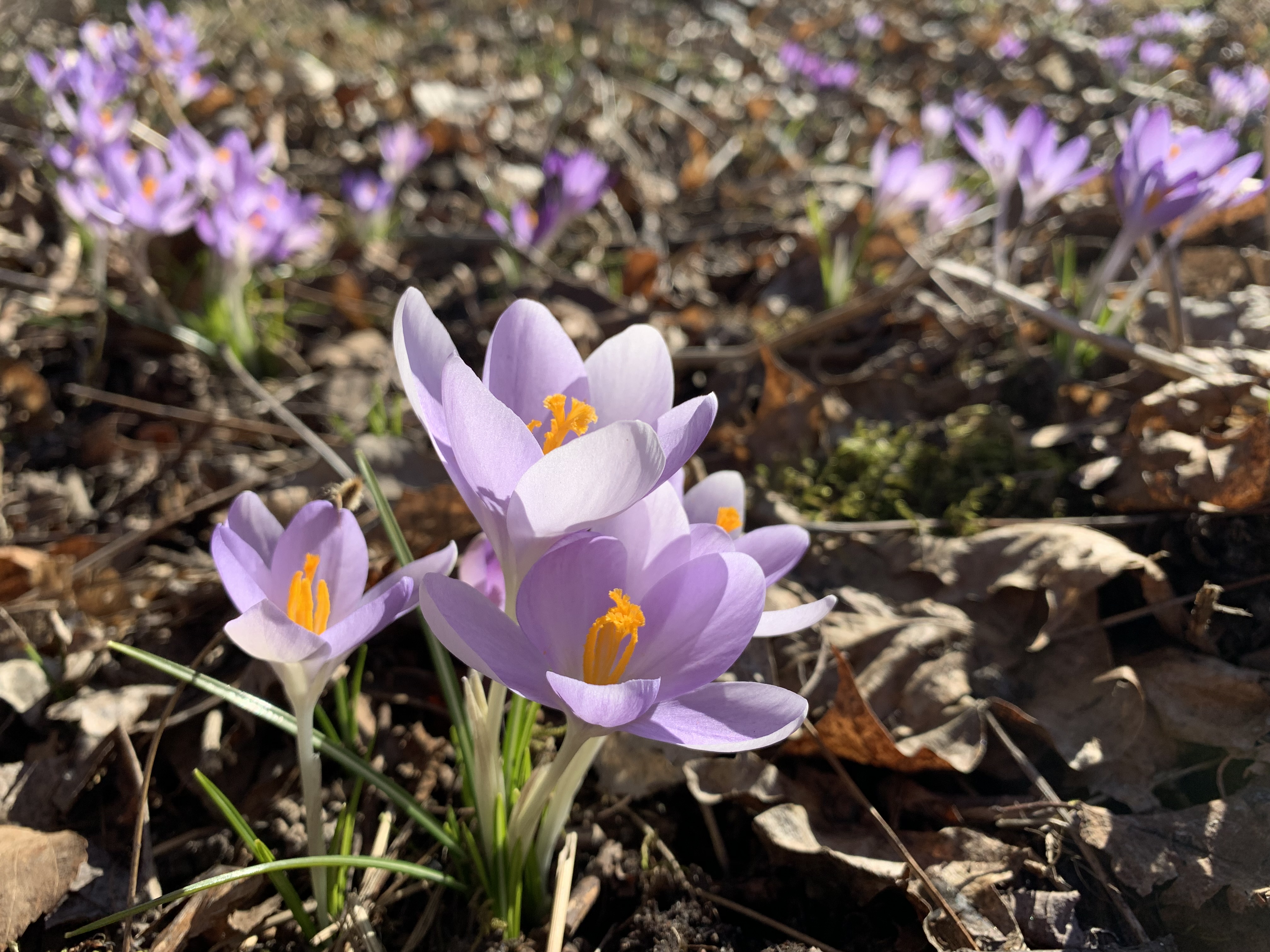 Krokusar.