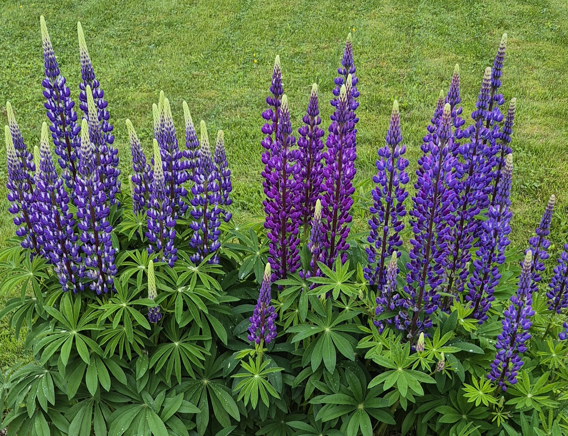 Lupiner
