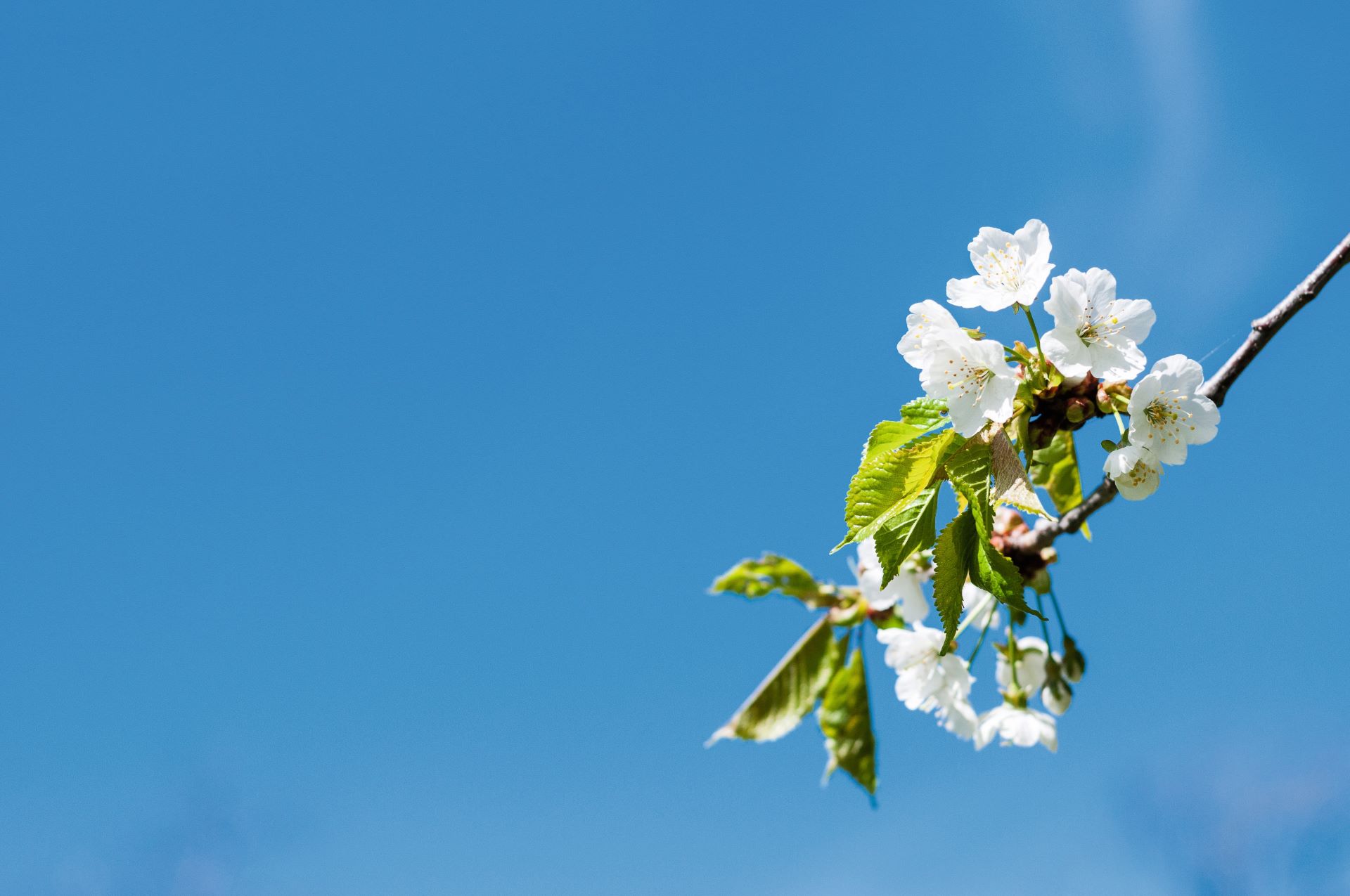 Blommor och träd vår himmel blå