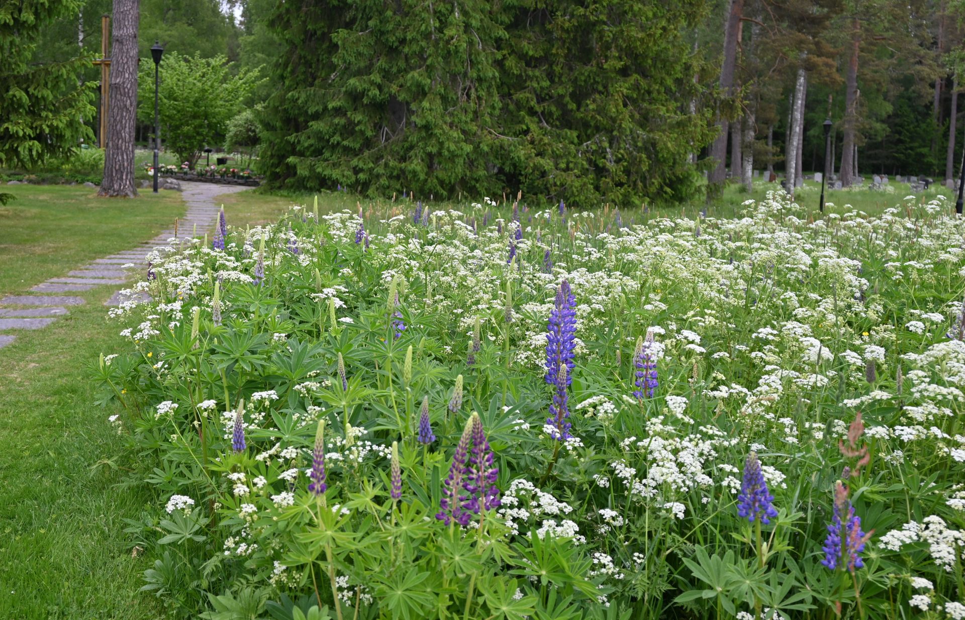 Sommaräng med blåa och vita blommor