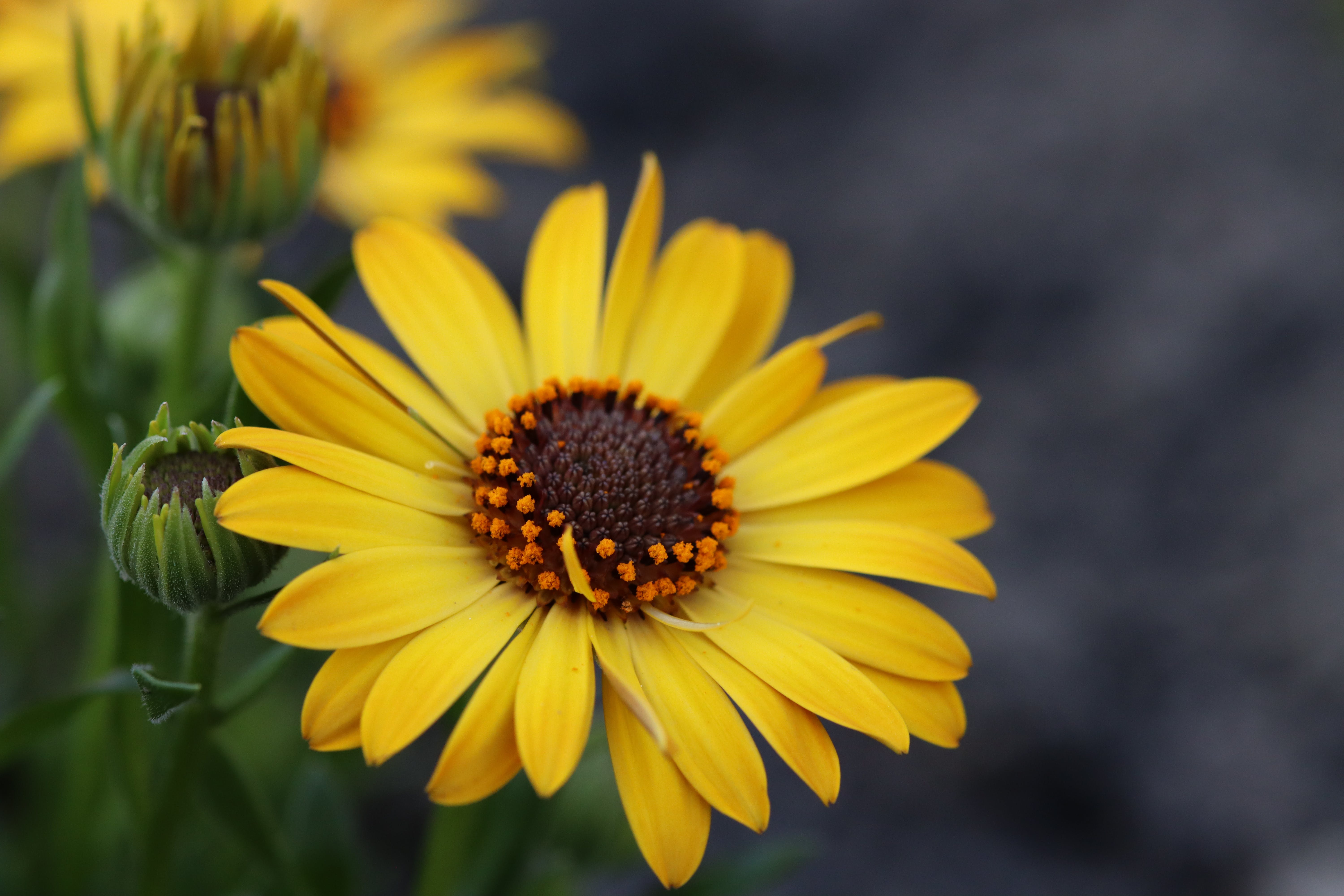 Närbild på en blomma.