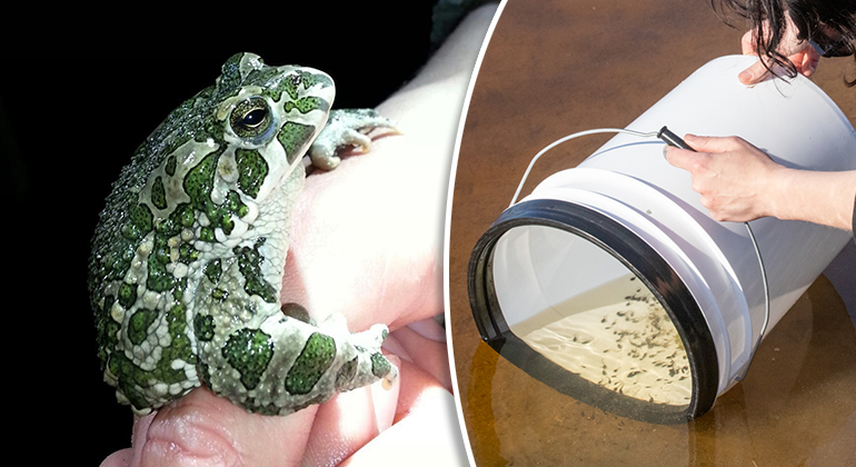 Återintroduktion av grönfläckig padda