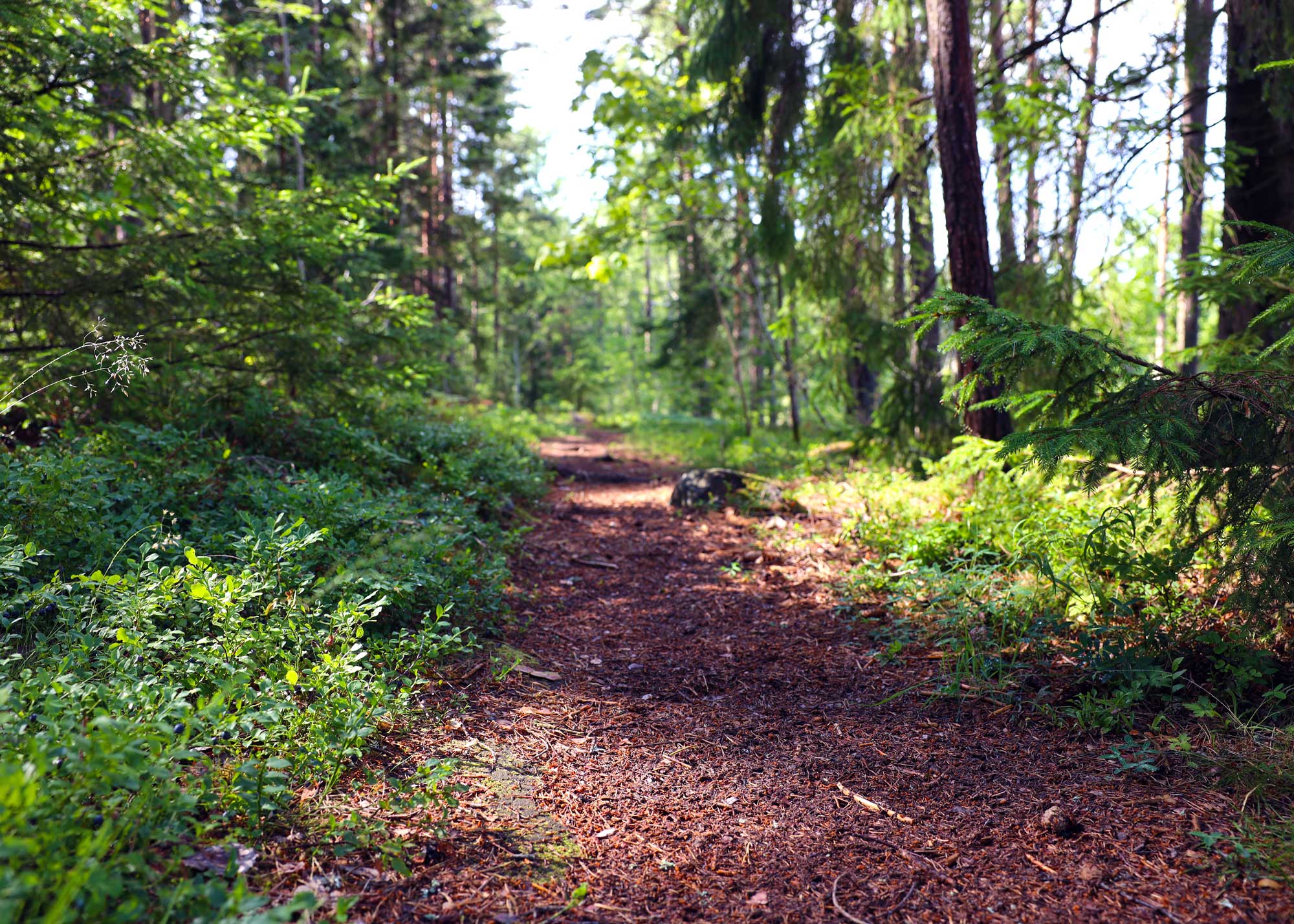 Stig i Barnens skog