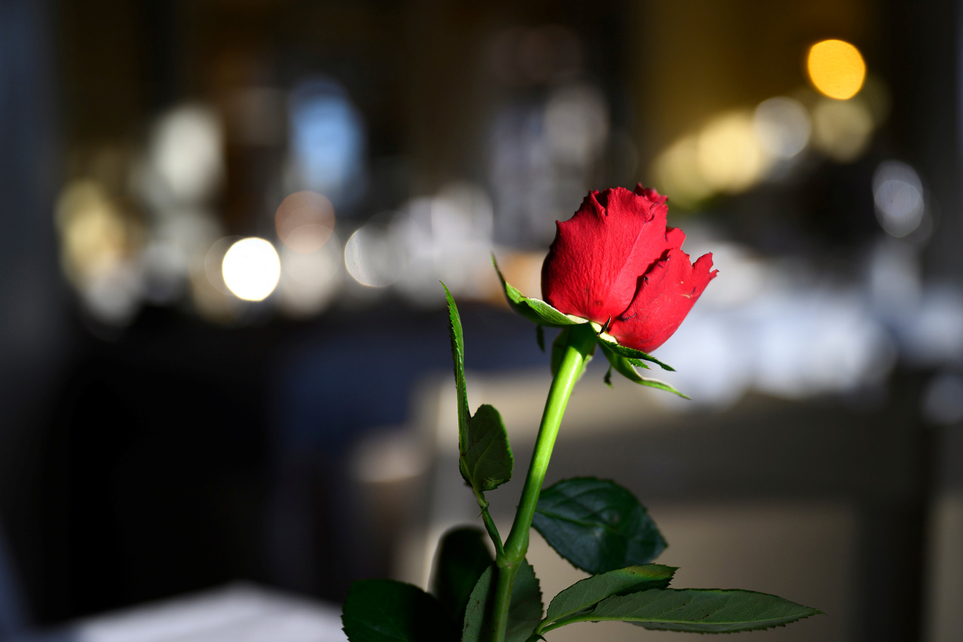 En röd ros i förgrunden till ett kyrkorum