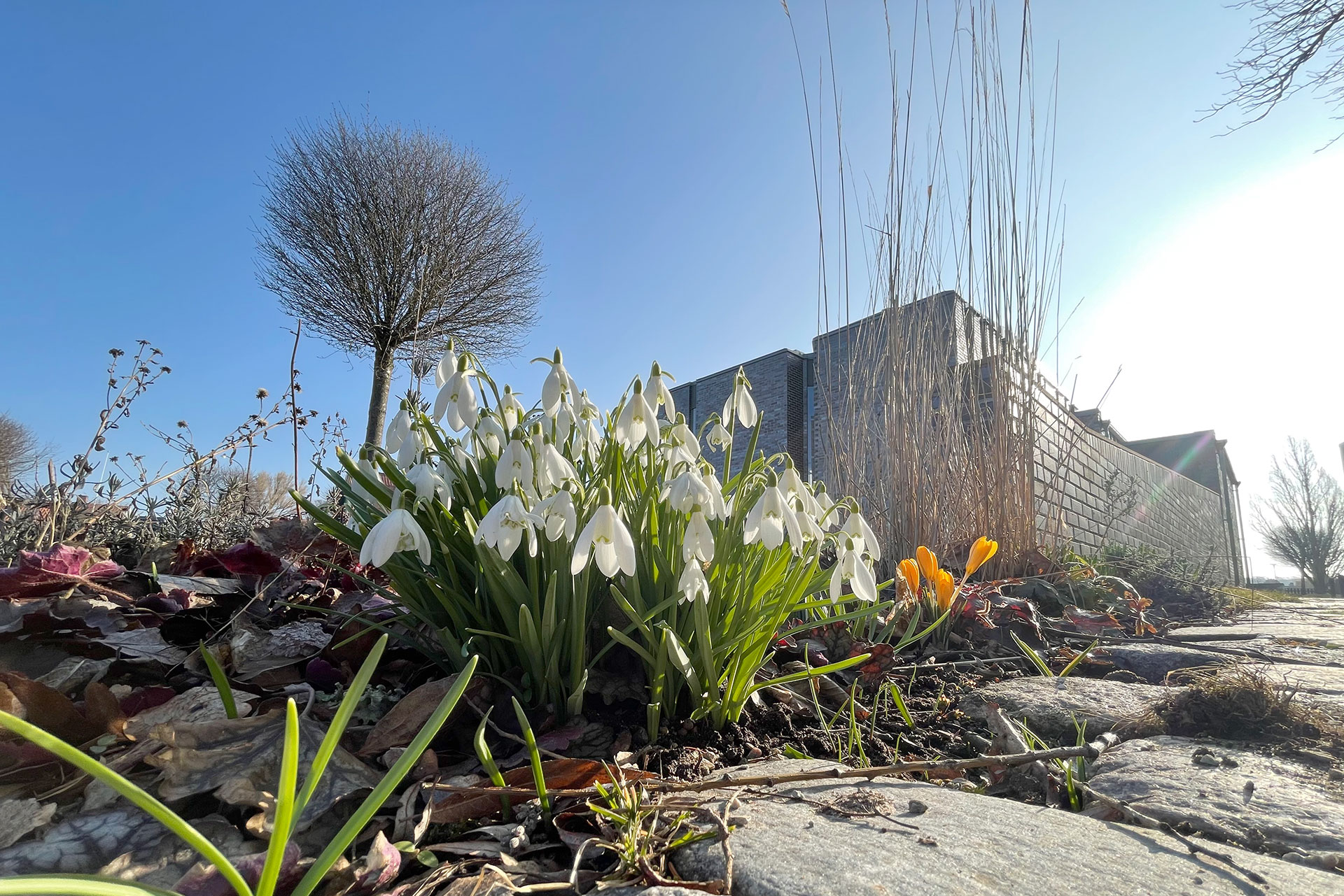 Visborgskyrkan och snödroppar.