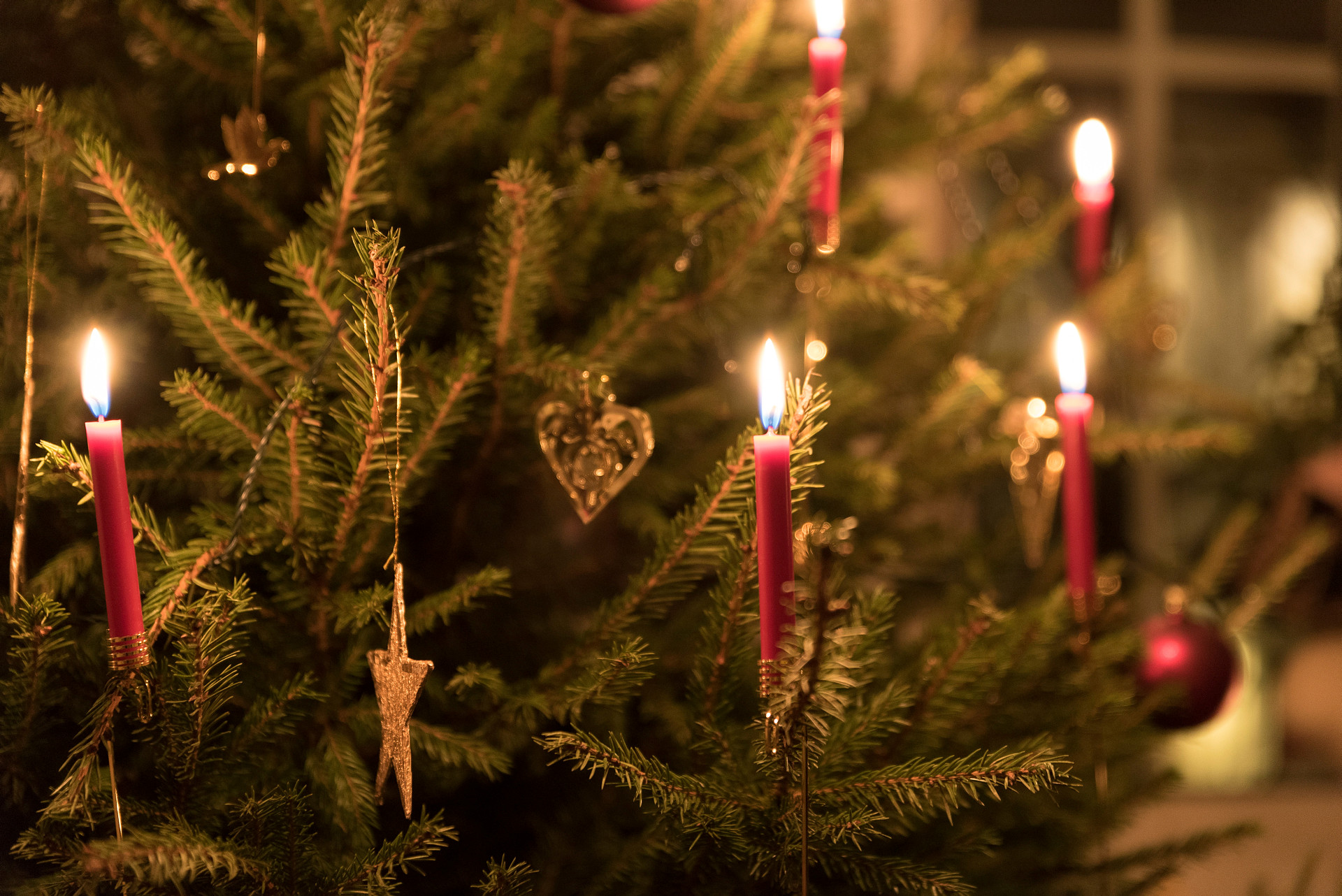 Röda levande och tända ljus i en julgran.