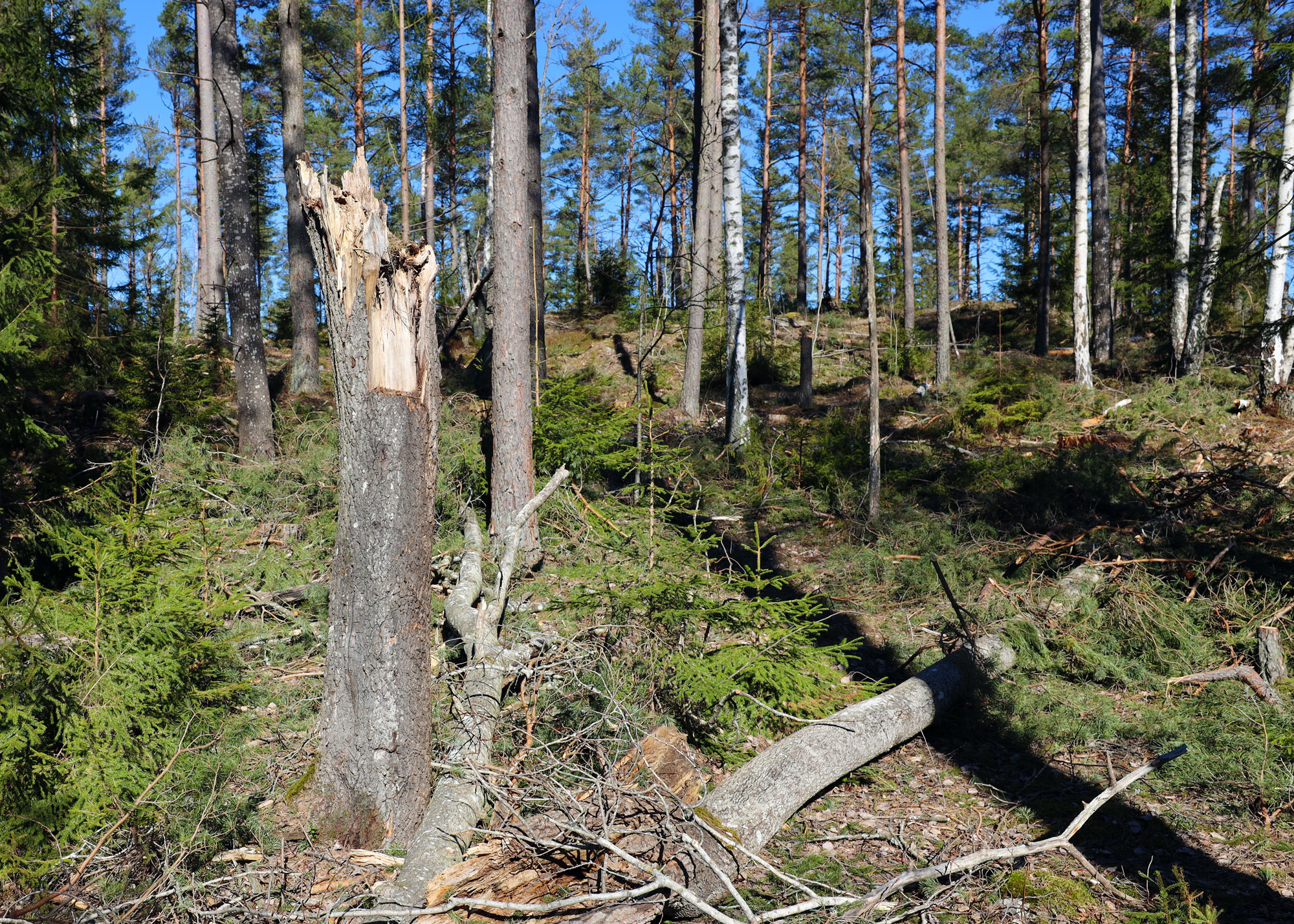 Träd som knäckts av storm i skog.