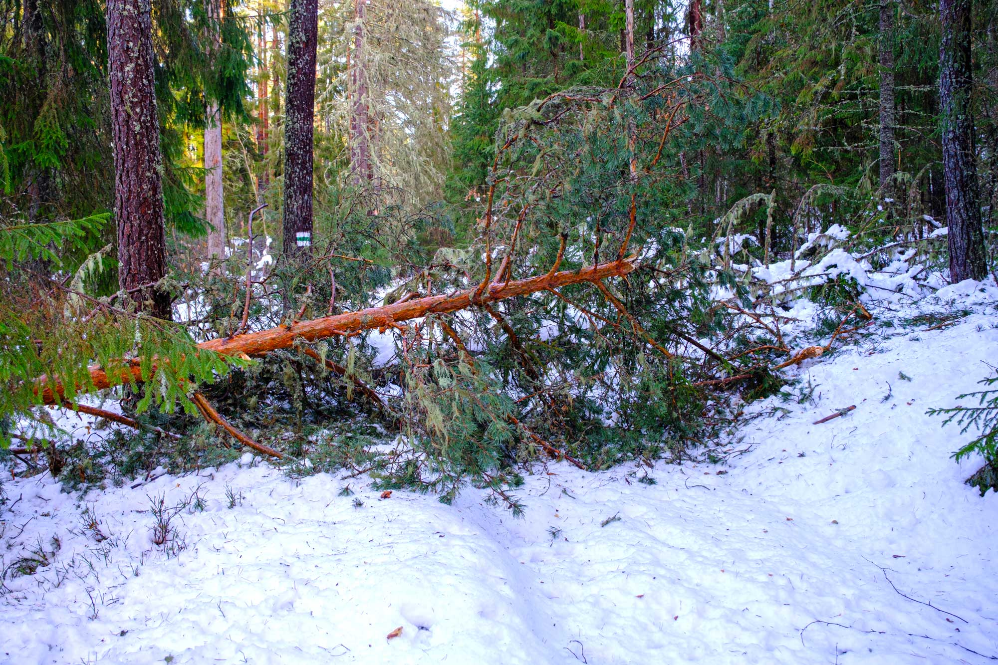 Tall som fallit omkull under stormen Johannes