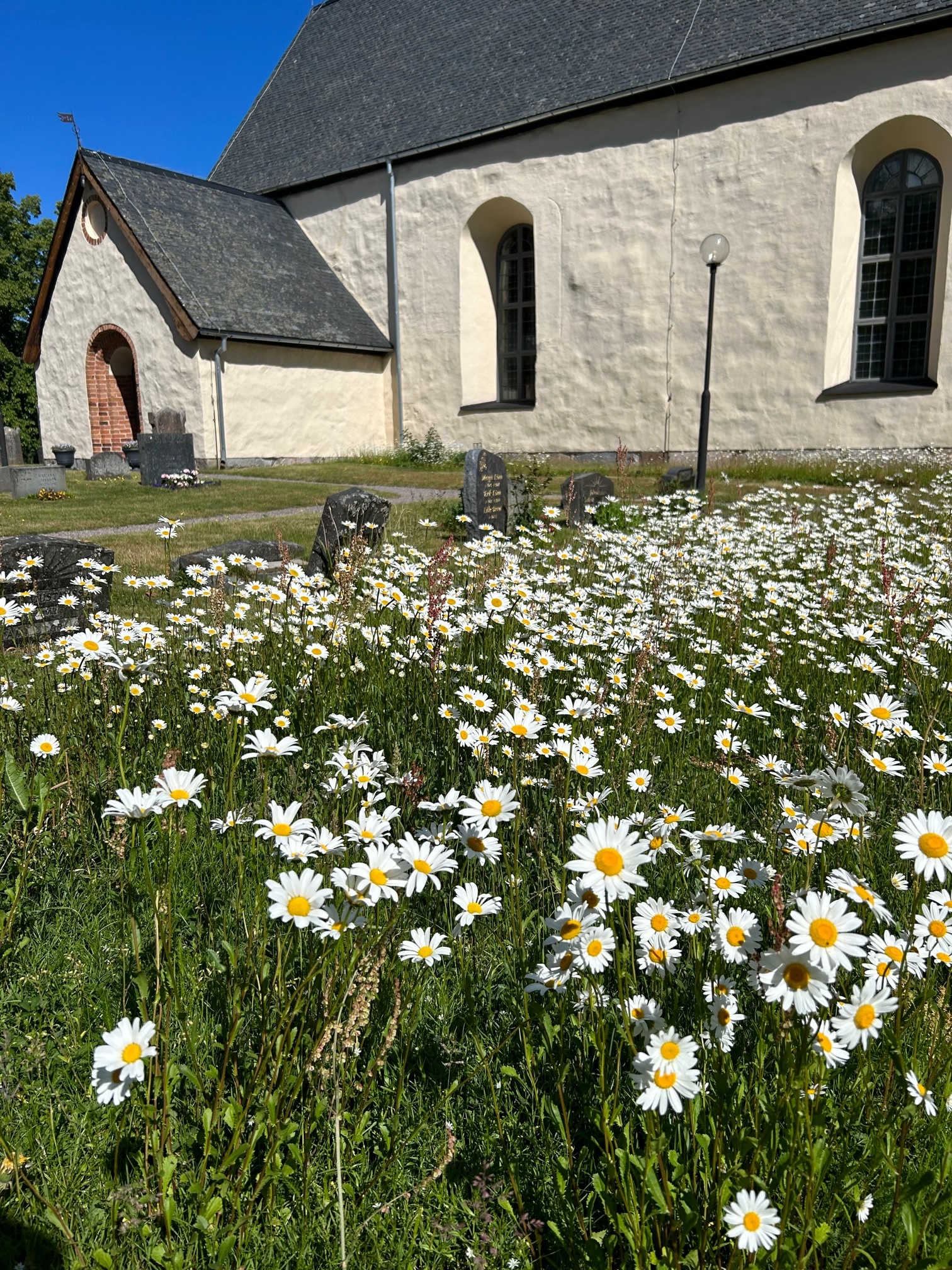 Kyrka med en äng med prästkragar i förgrunden