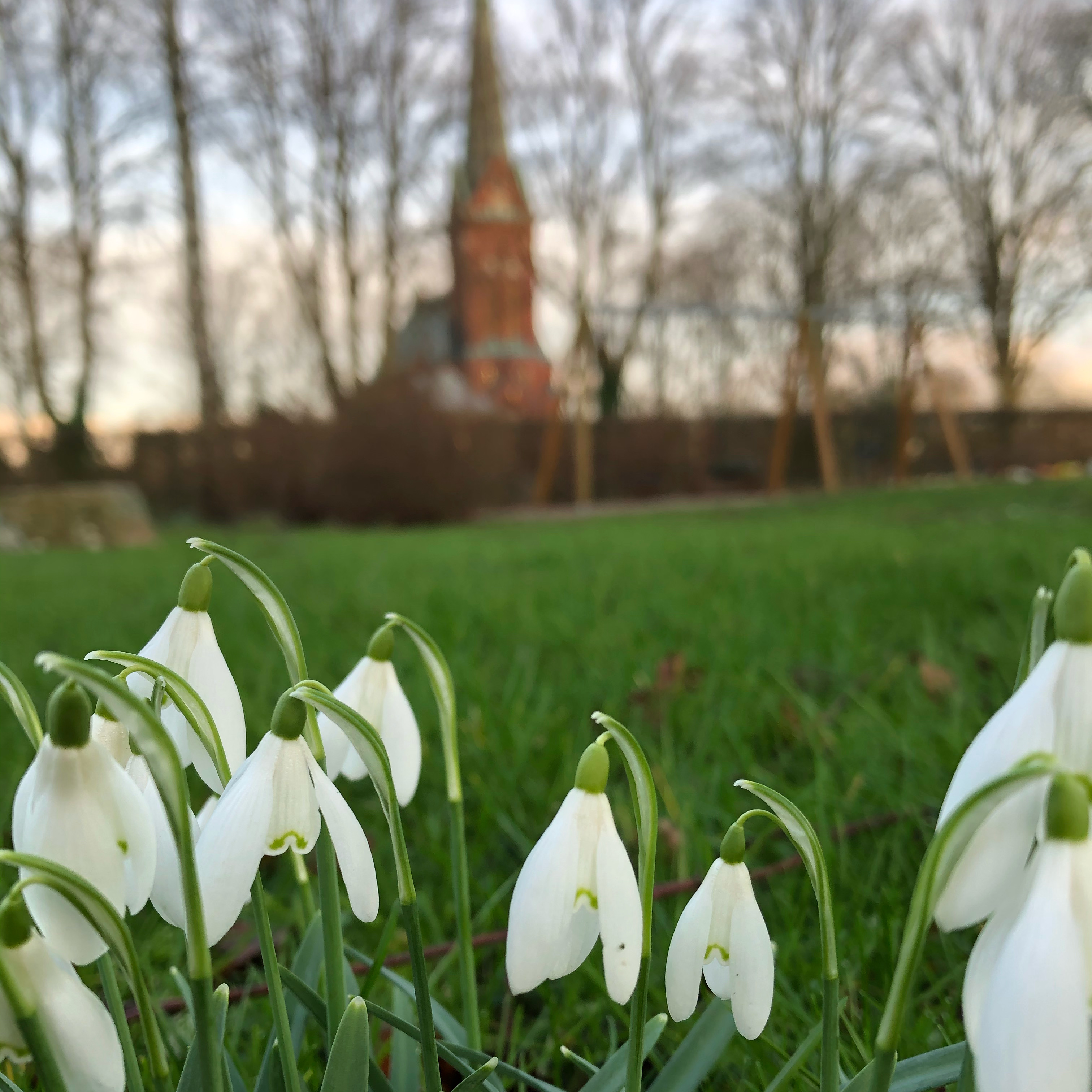 Snödroppar framför Norra Nöbbelövs kyrka