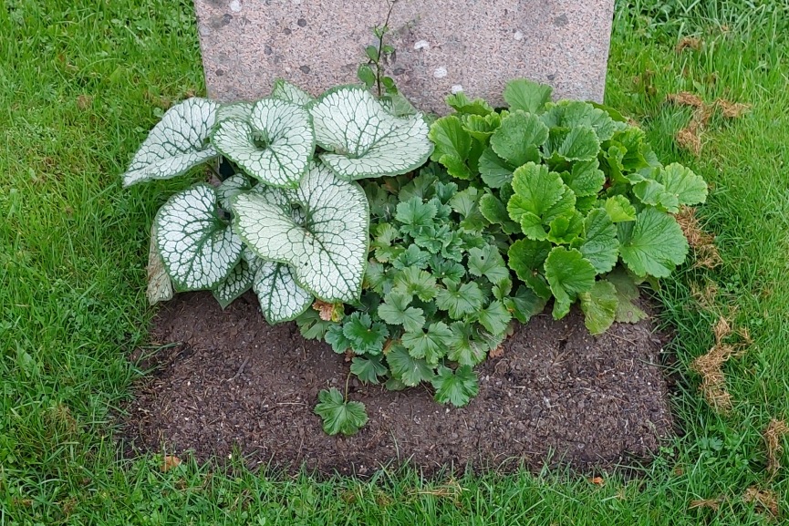 En plantering med perenner på en gravplats