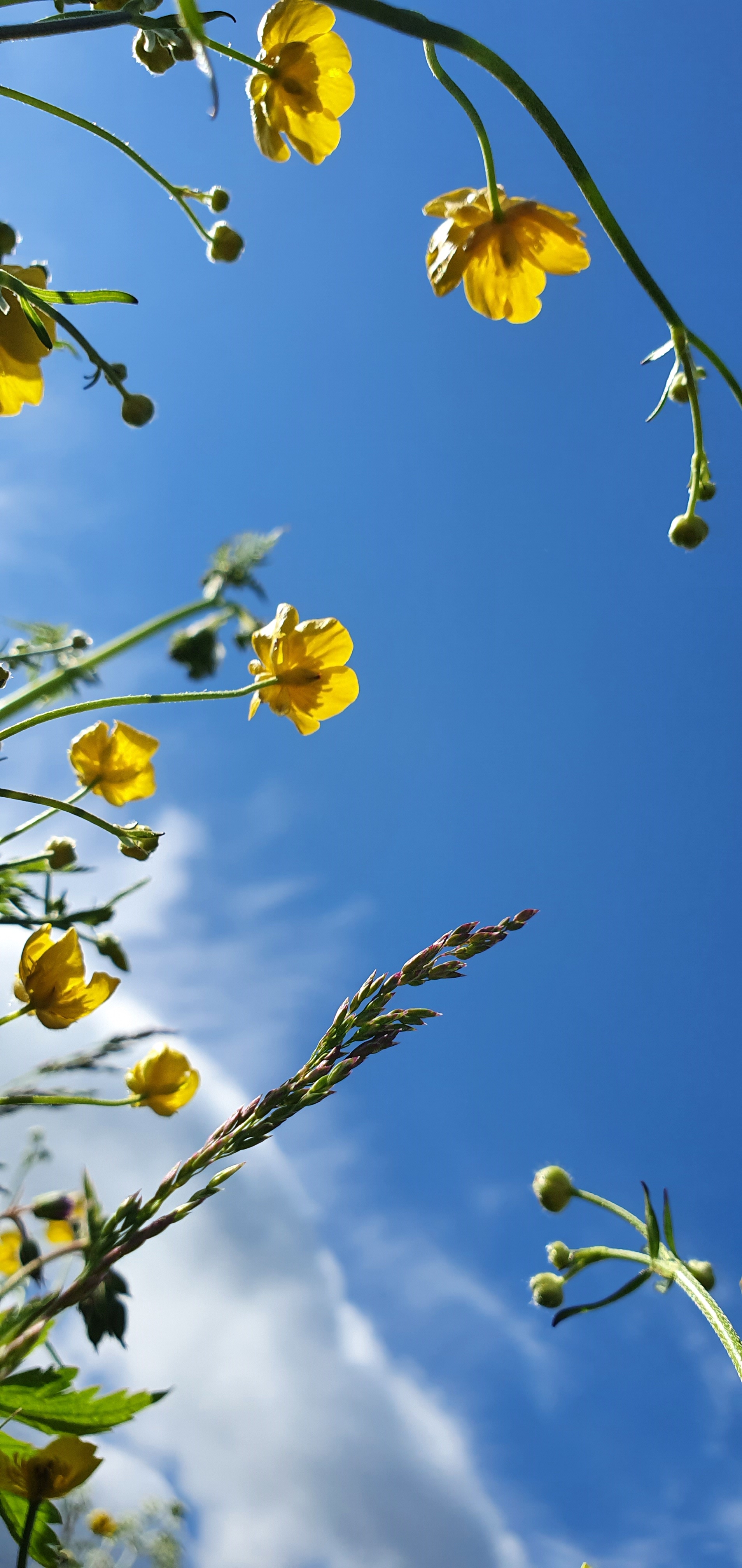 Smörblommor med blå himmel i bakgrunden.
