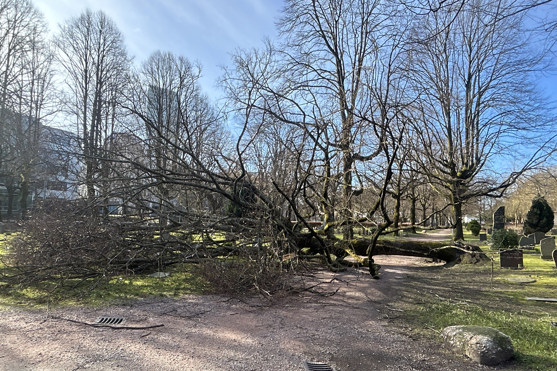 Träd har fallit över väg på kyrkogård.