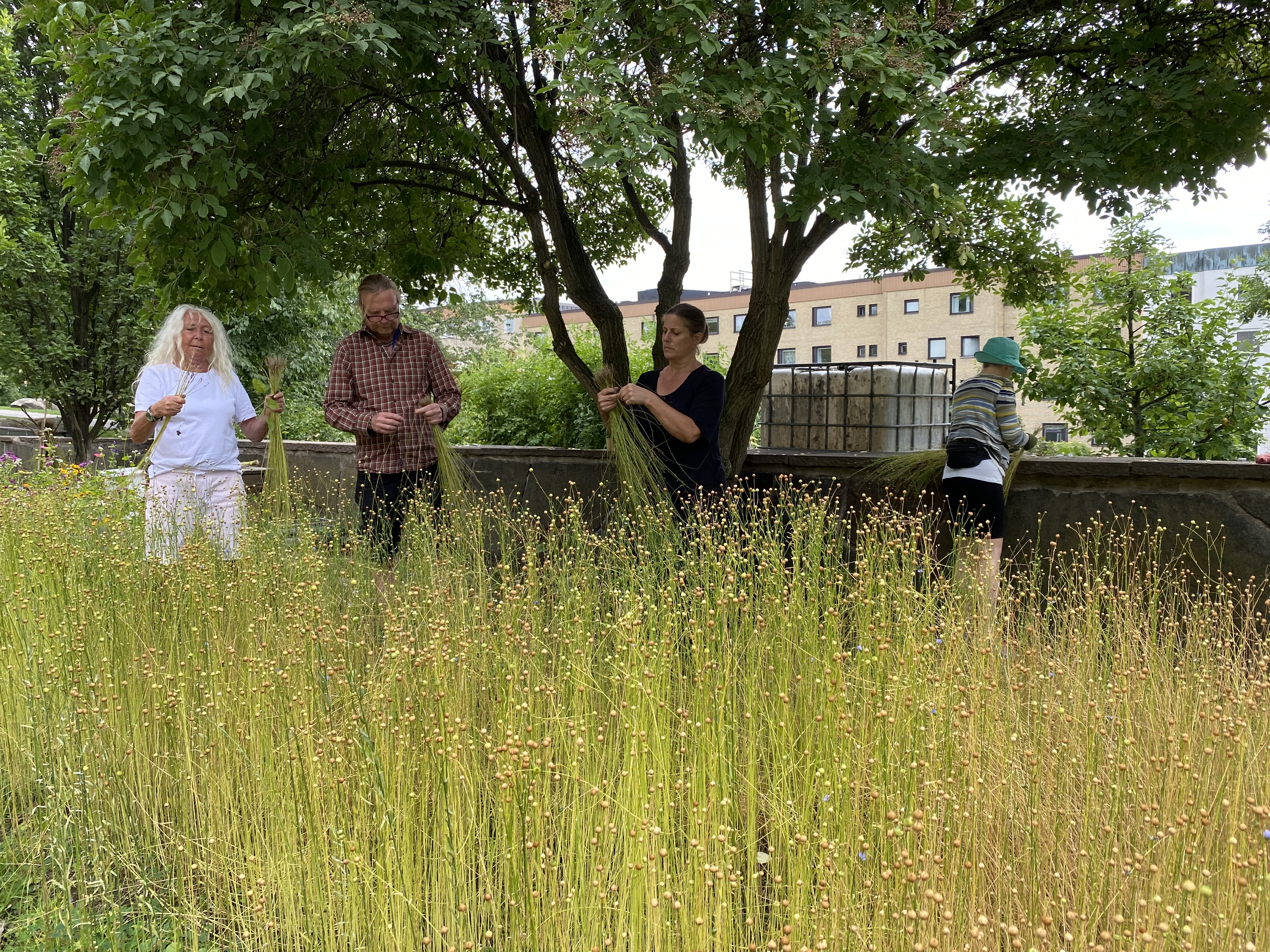 Högt gräs, 4 personer i bakgrunden och skuggande träd