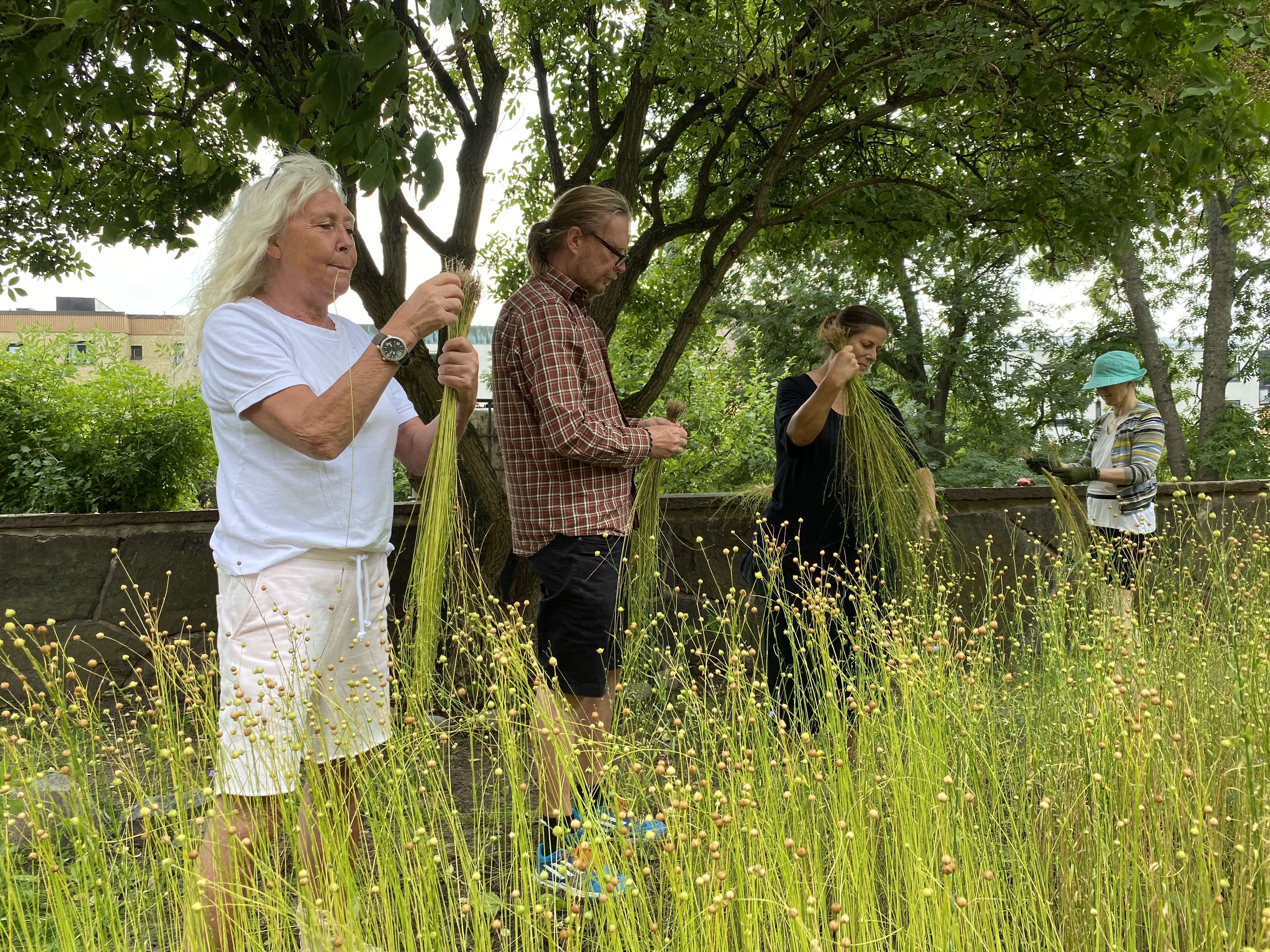 3 personer arbetar i högt gräs.