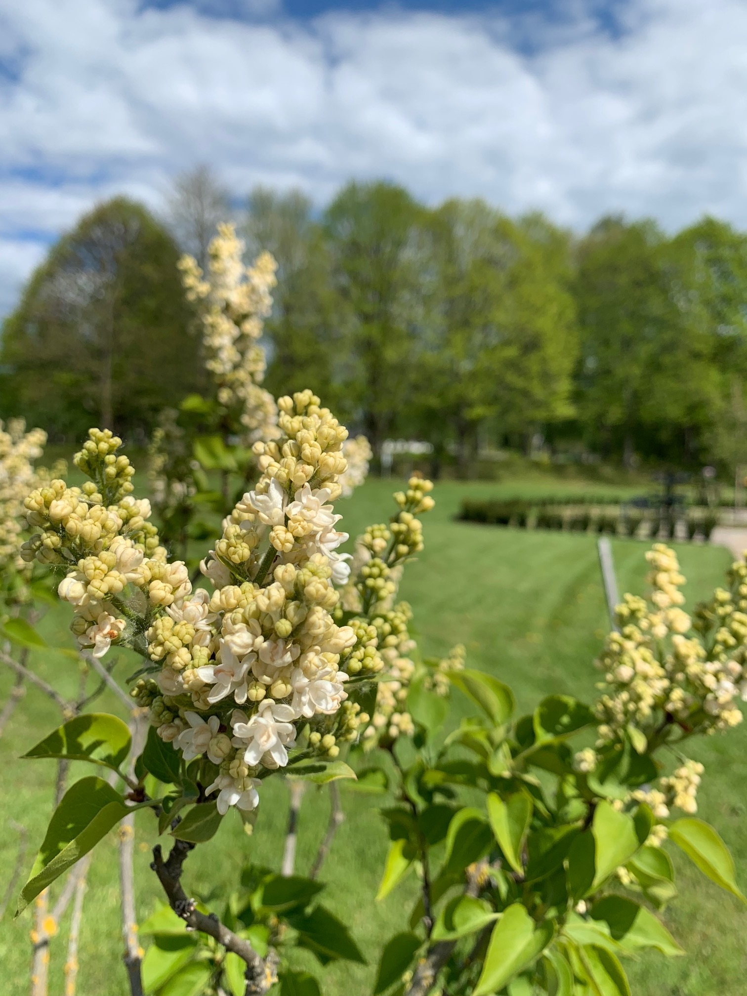 Kvarter Syrenen, Östra kyrkogården