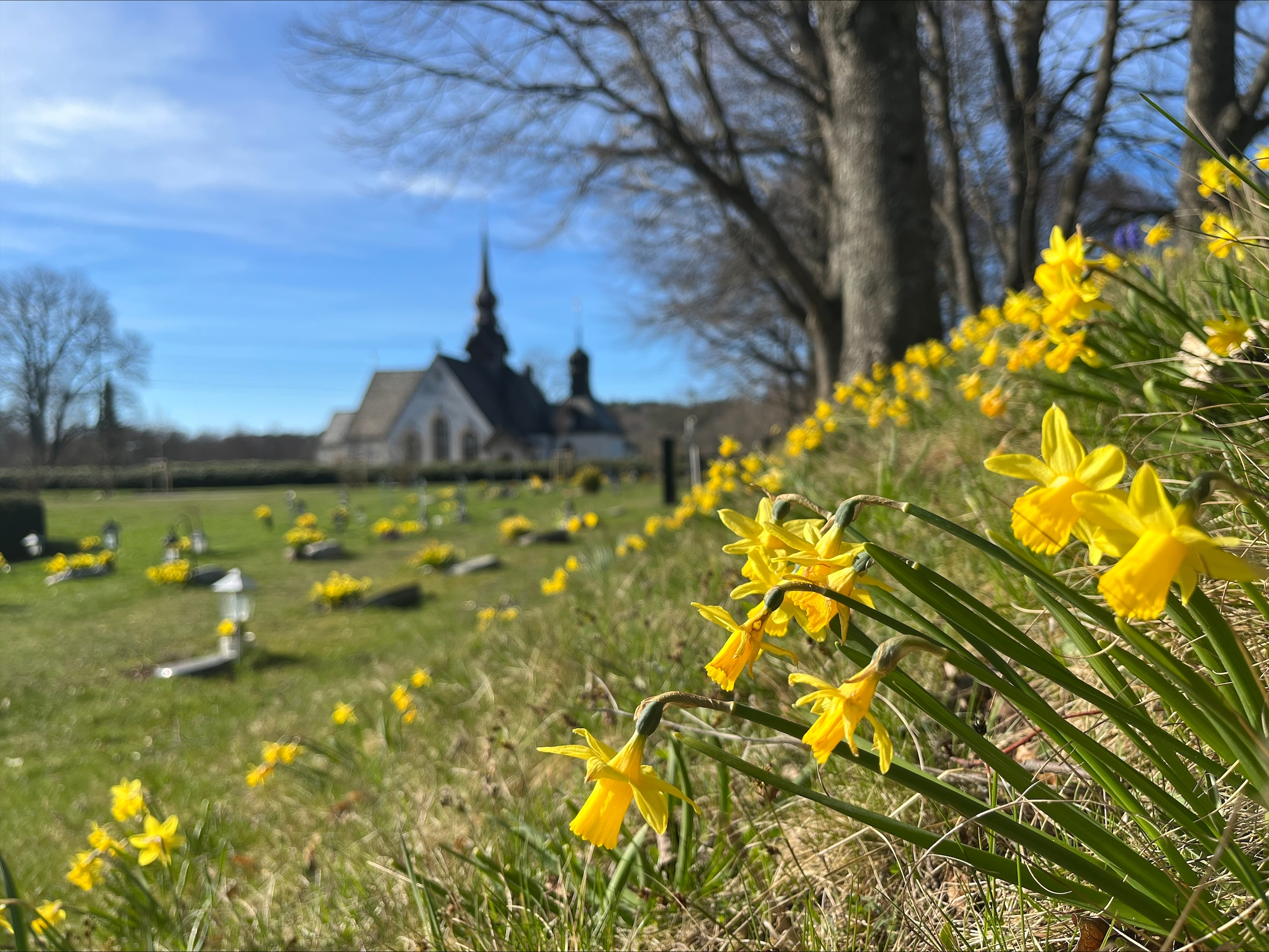 Blommande påskliljor med Lerums kyrka i bakgrunden