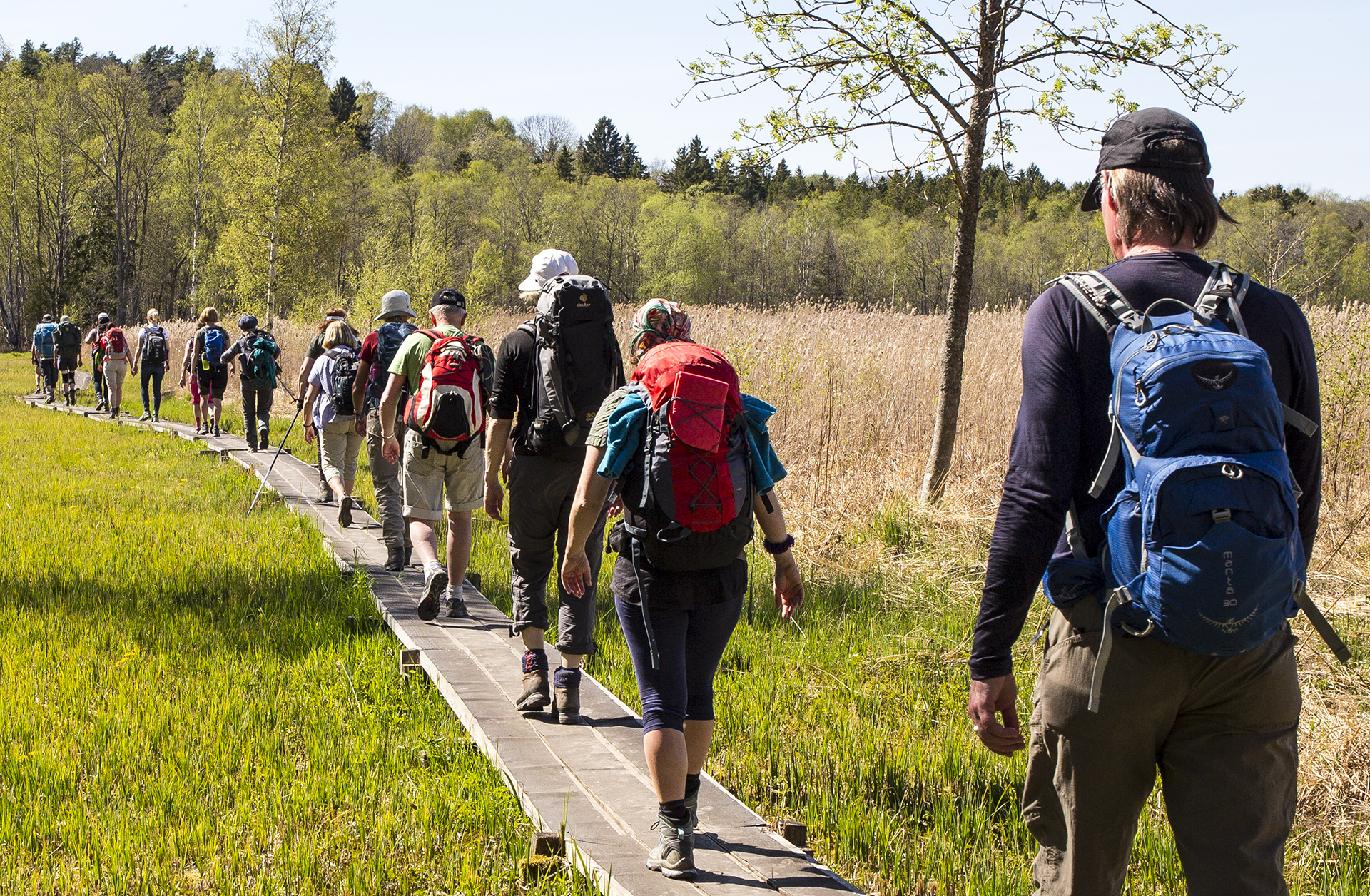 En rad med människor går över utlagda plankor över fuktig mark.