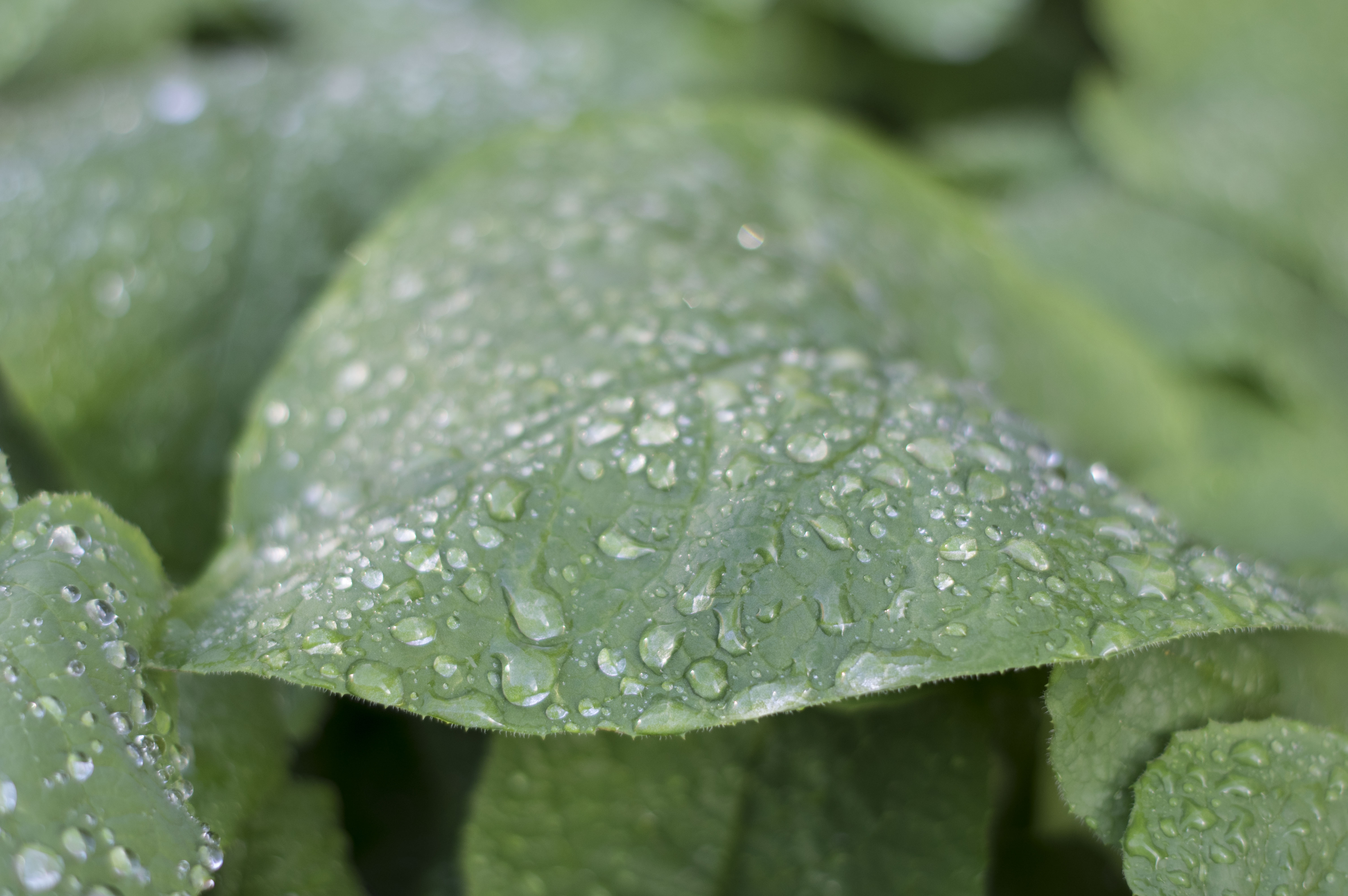 Gröna blad med regndroppar i närbild.