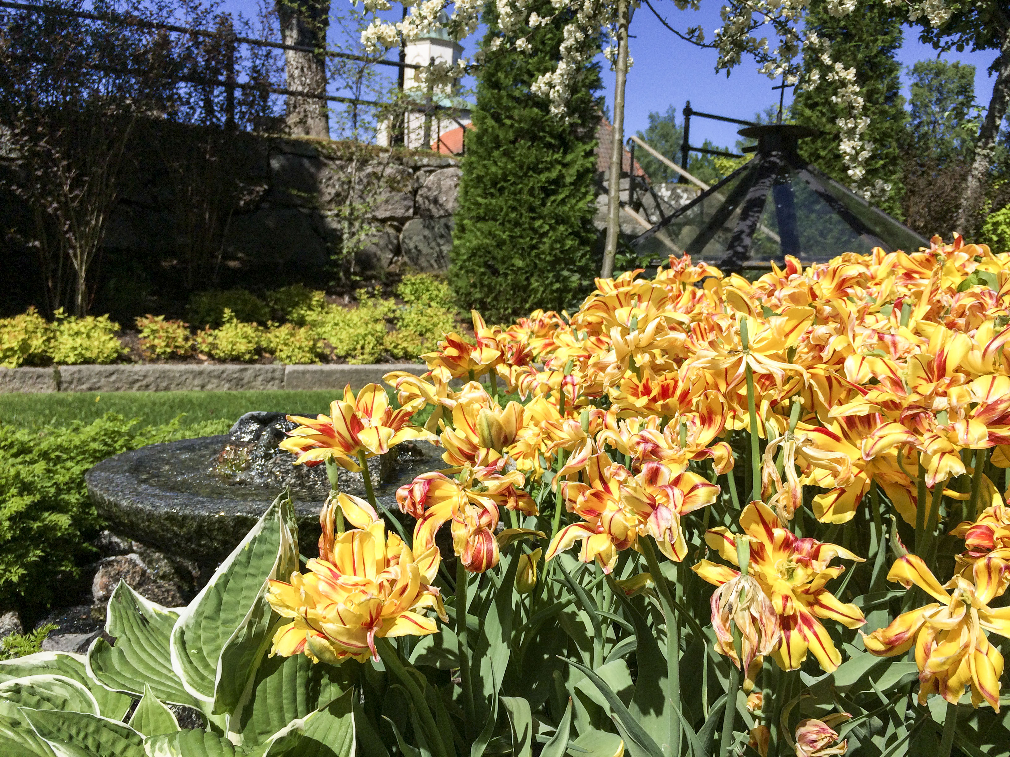 Somrig bild vid minneslunden i Gustav Adolfs kyrka. Gula blommor syns i förgrunden.