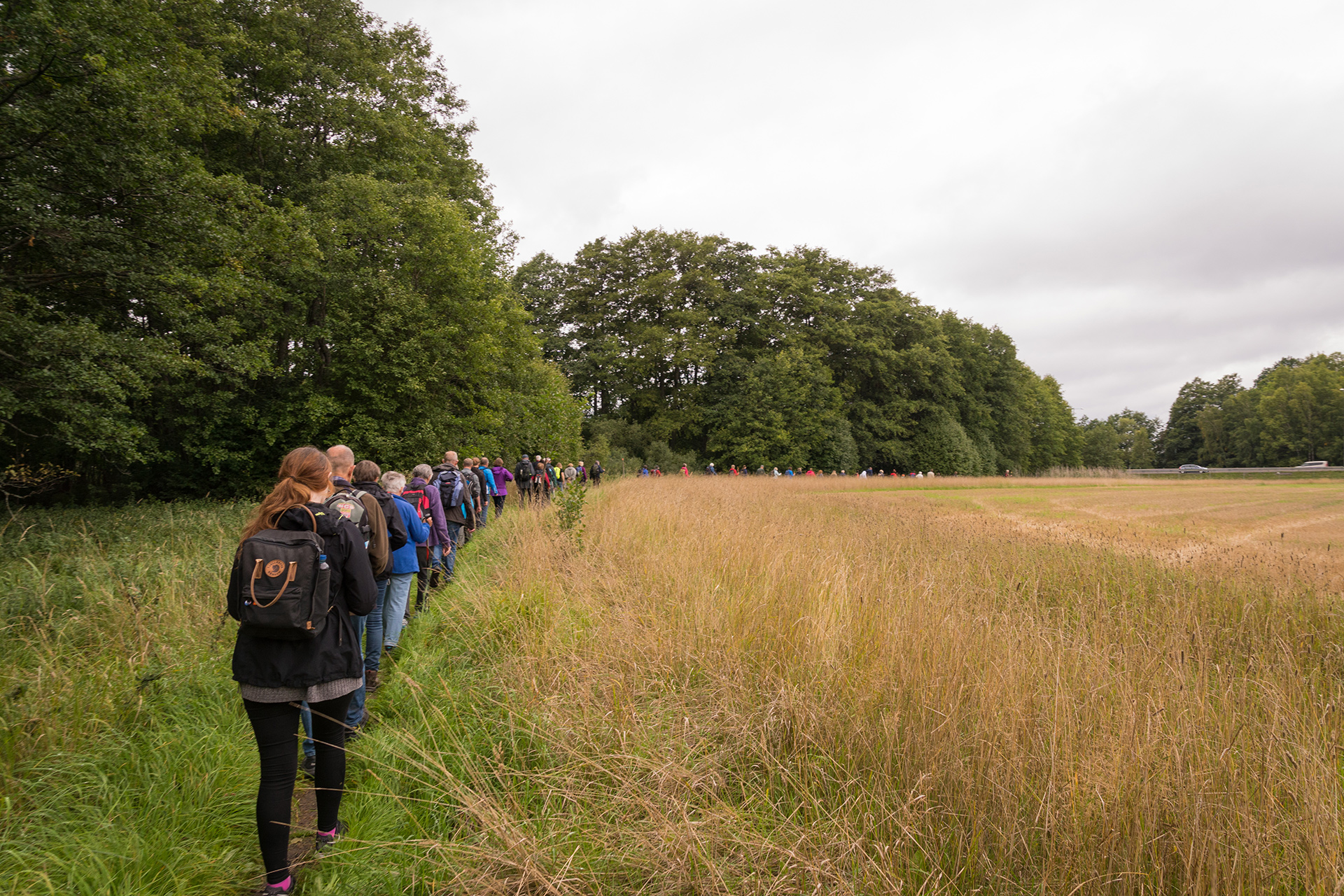 Människor på vandring längs med en åker på St Botvids pilgrimsled.