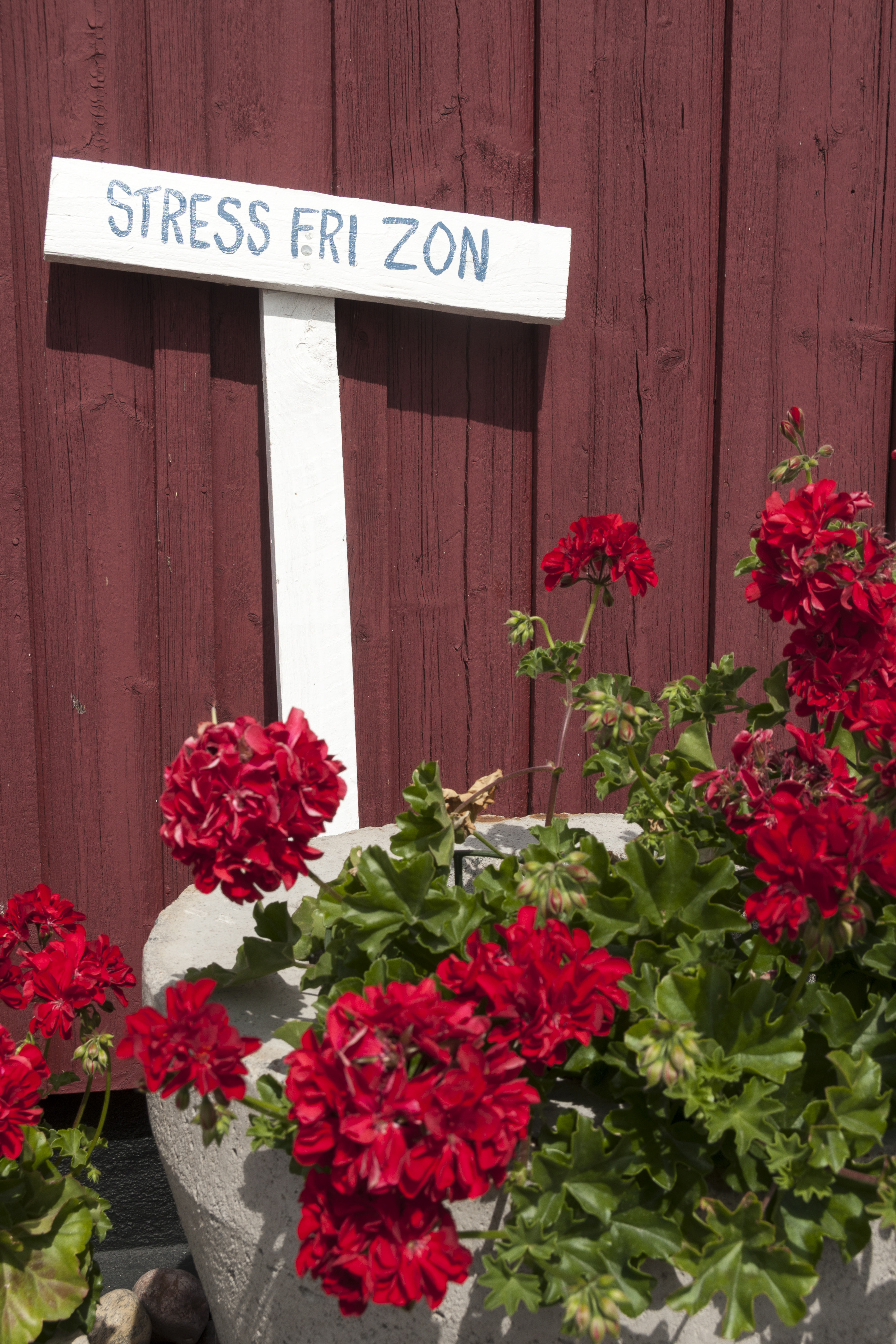 En röd pelargon i en stor kruka och en skylt med texten Stressfri zon.