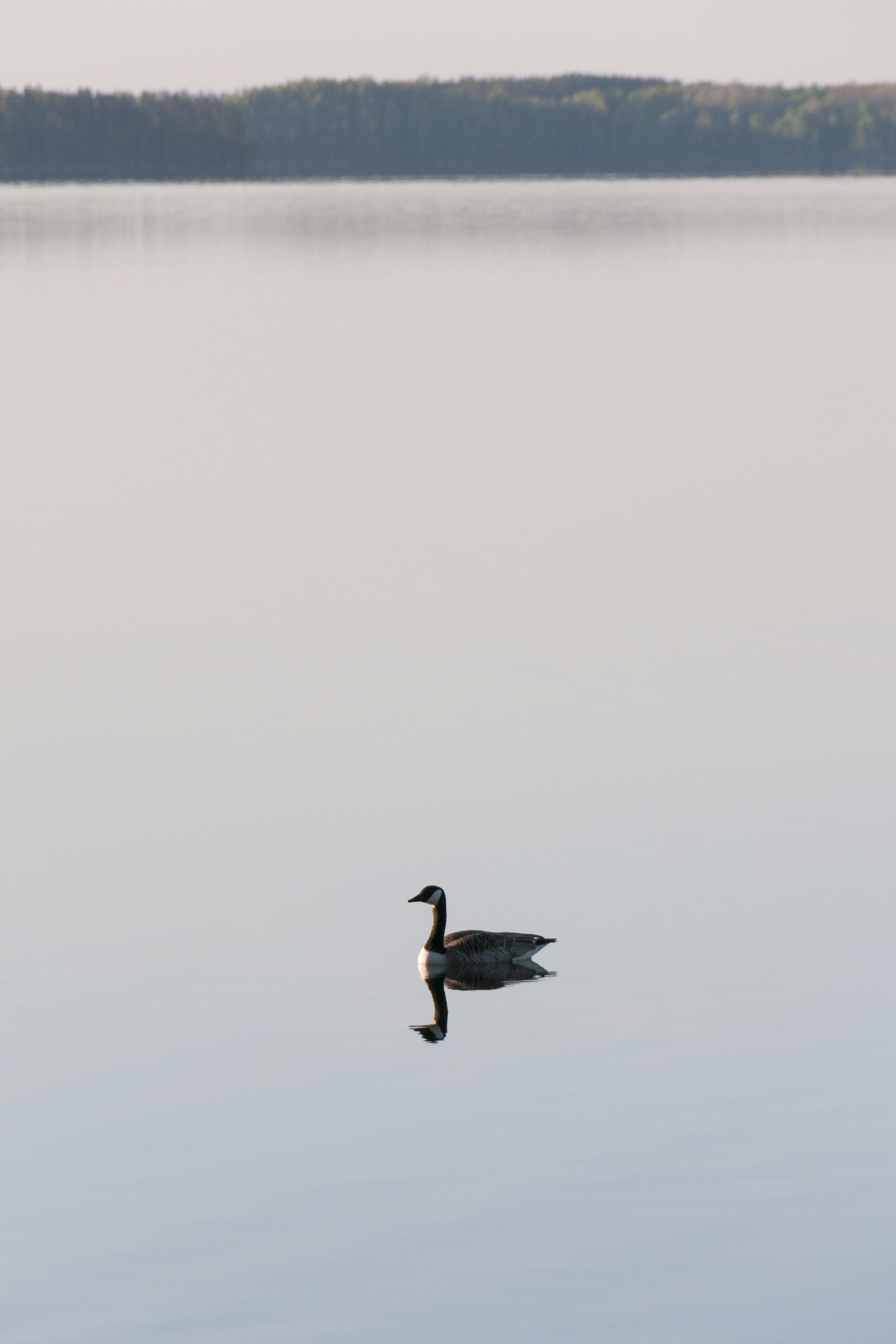 En kanadagås simmar i stilla vatten.