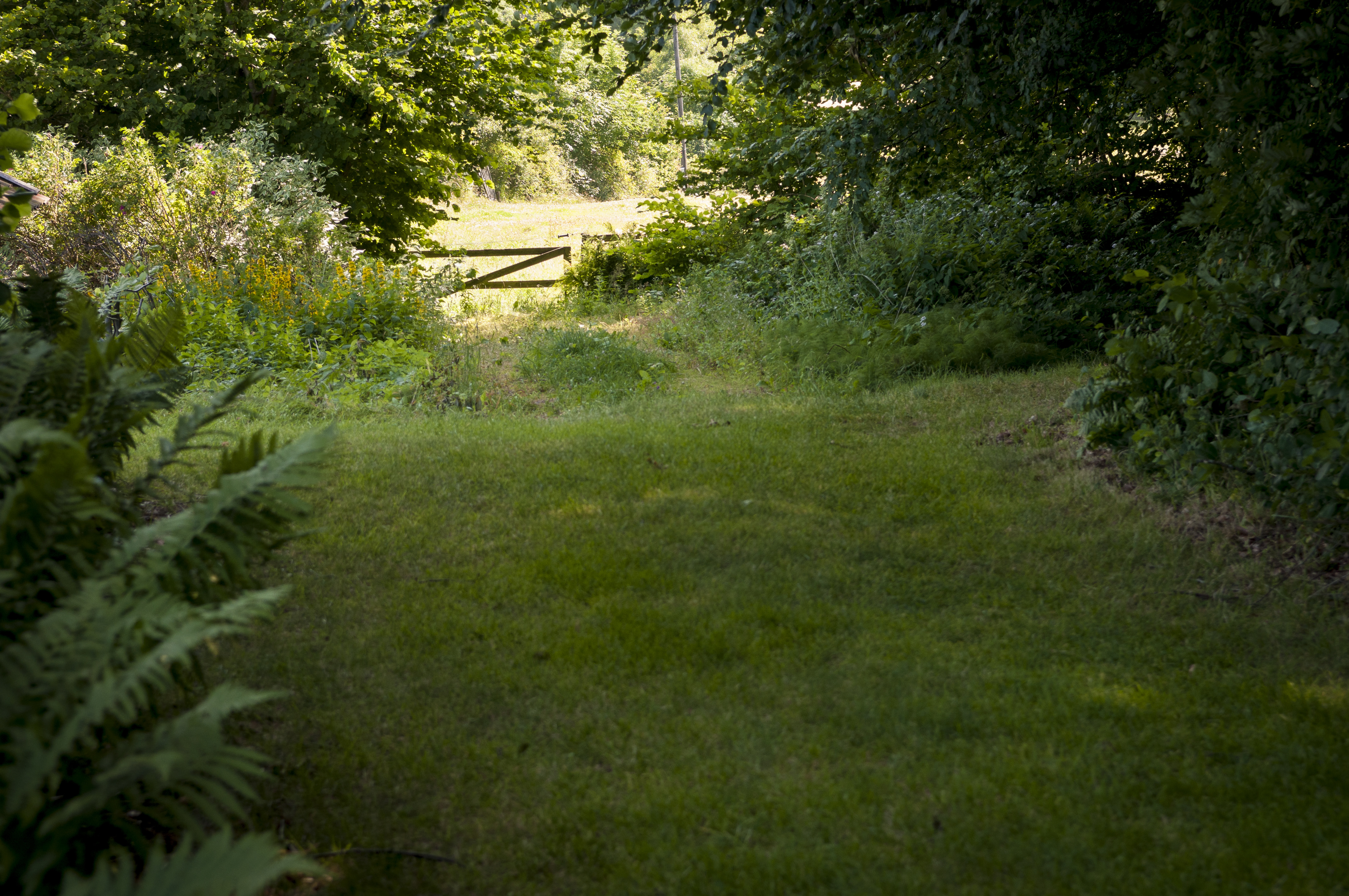 En grind till en äng i en skogsdunge.
