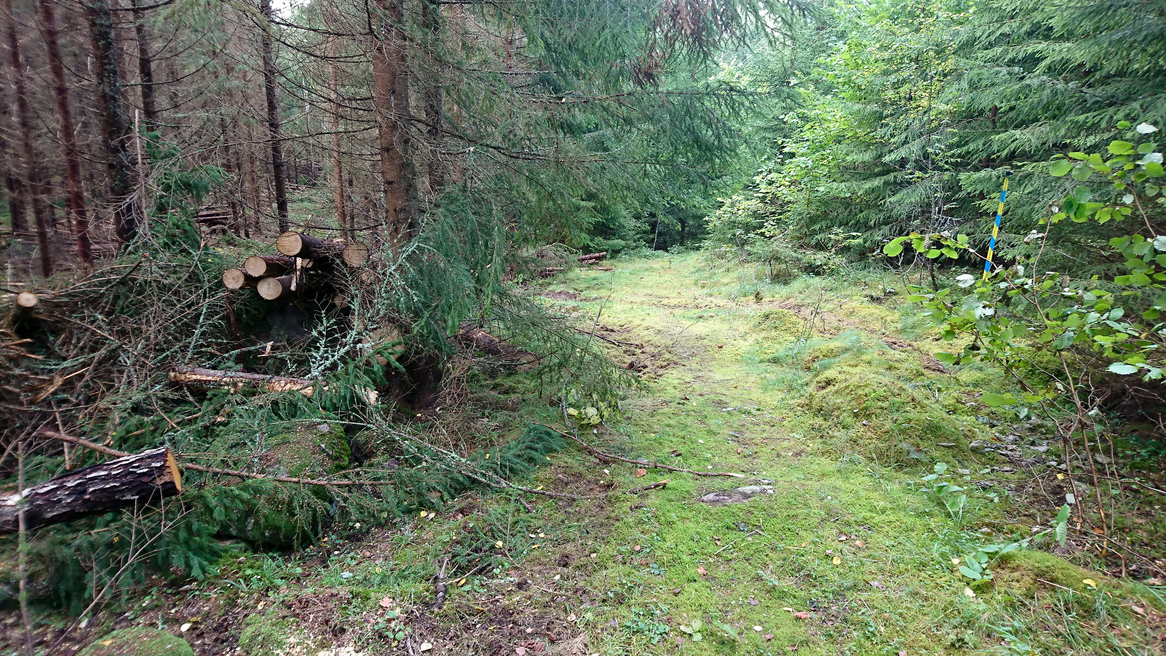 Några nedhuggna träd i en glänta i skogen.