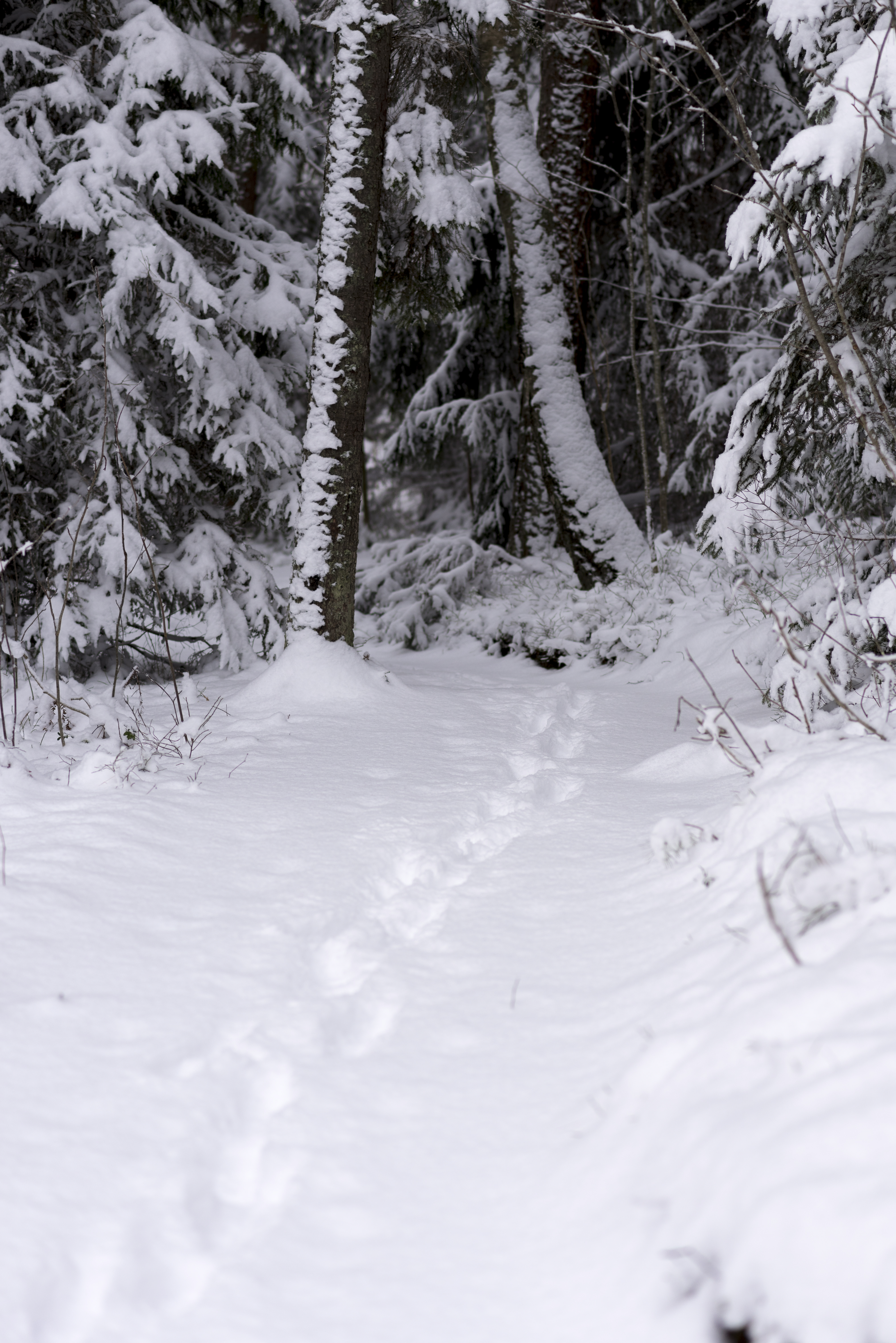 Fotspår i snön leder in i skogen.
