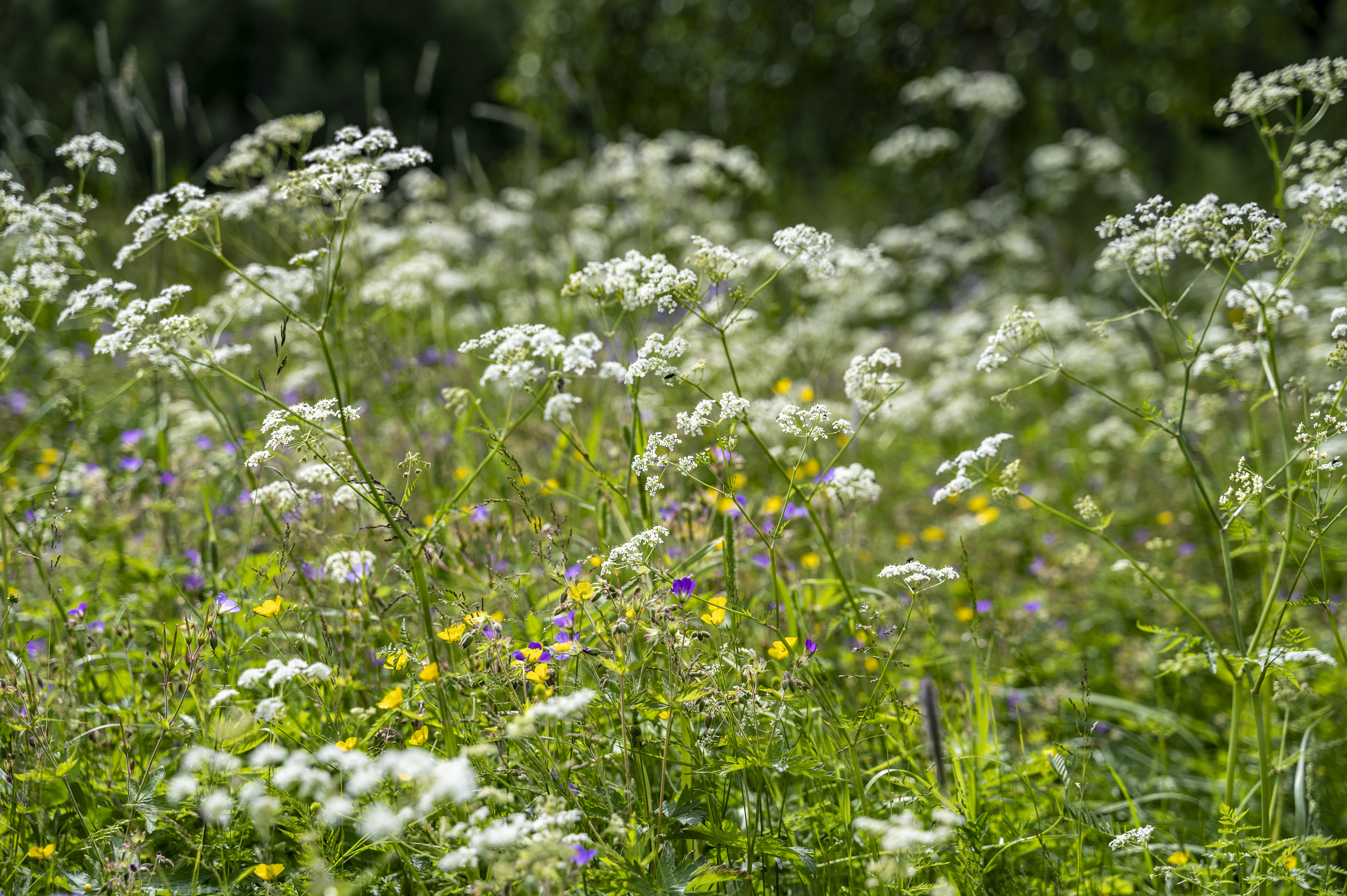 Närbild på sommaräng med vita, gula och lila blommor.