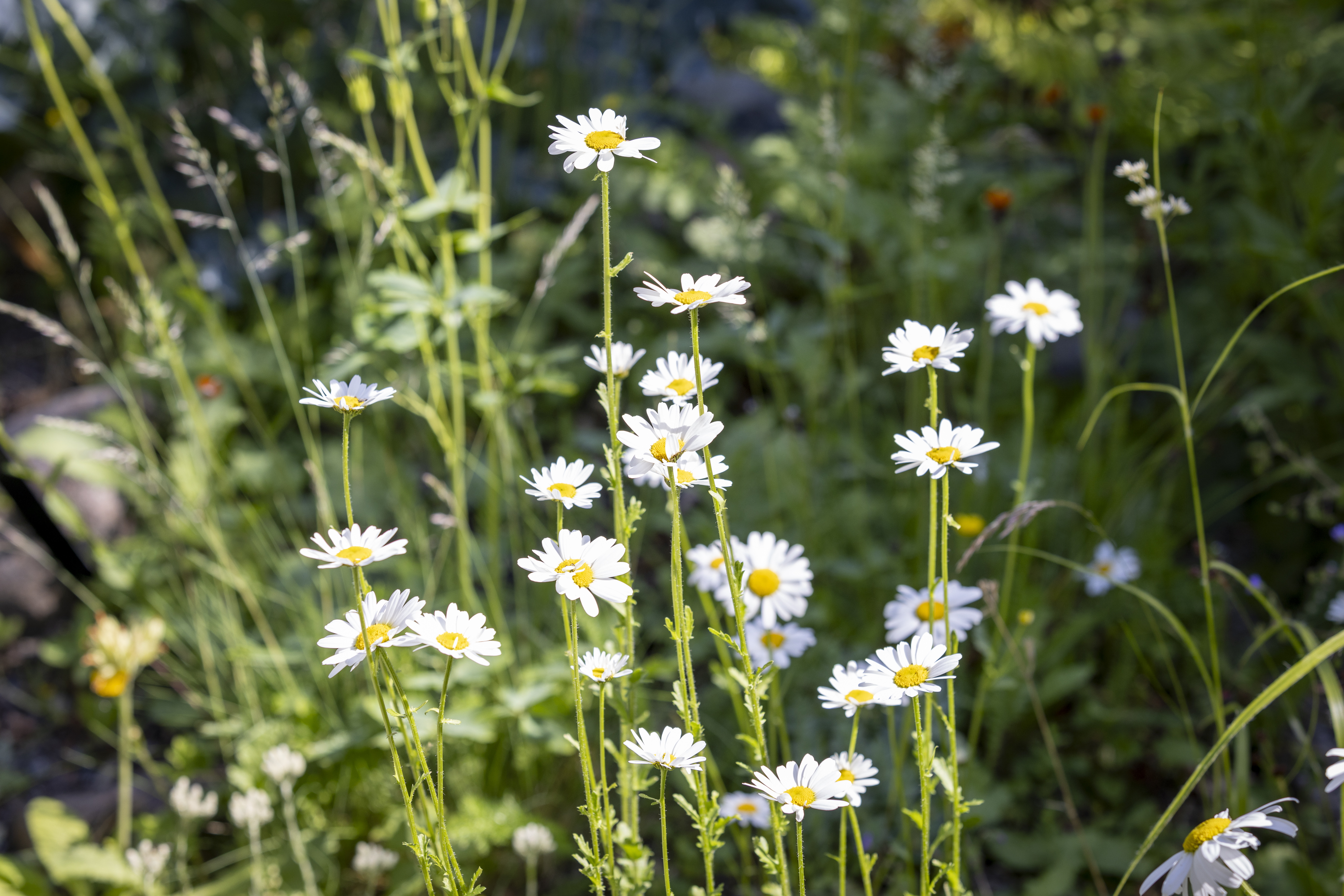 Närbild på prästkragar i solljus.