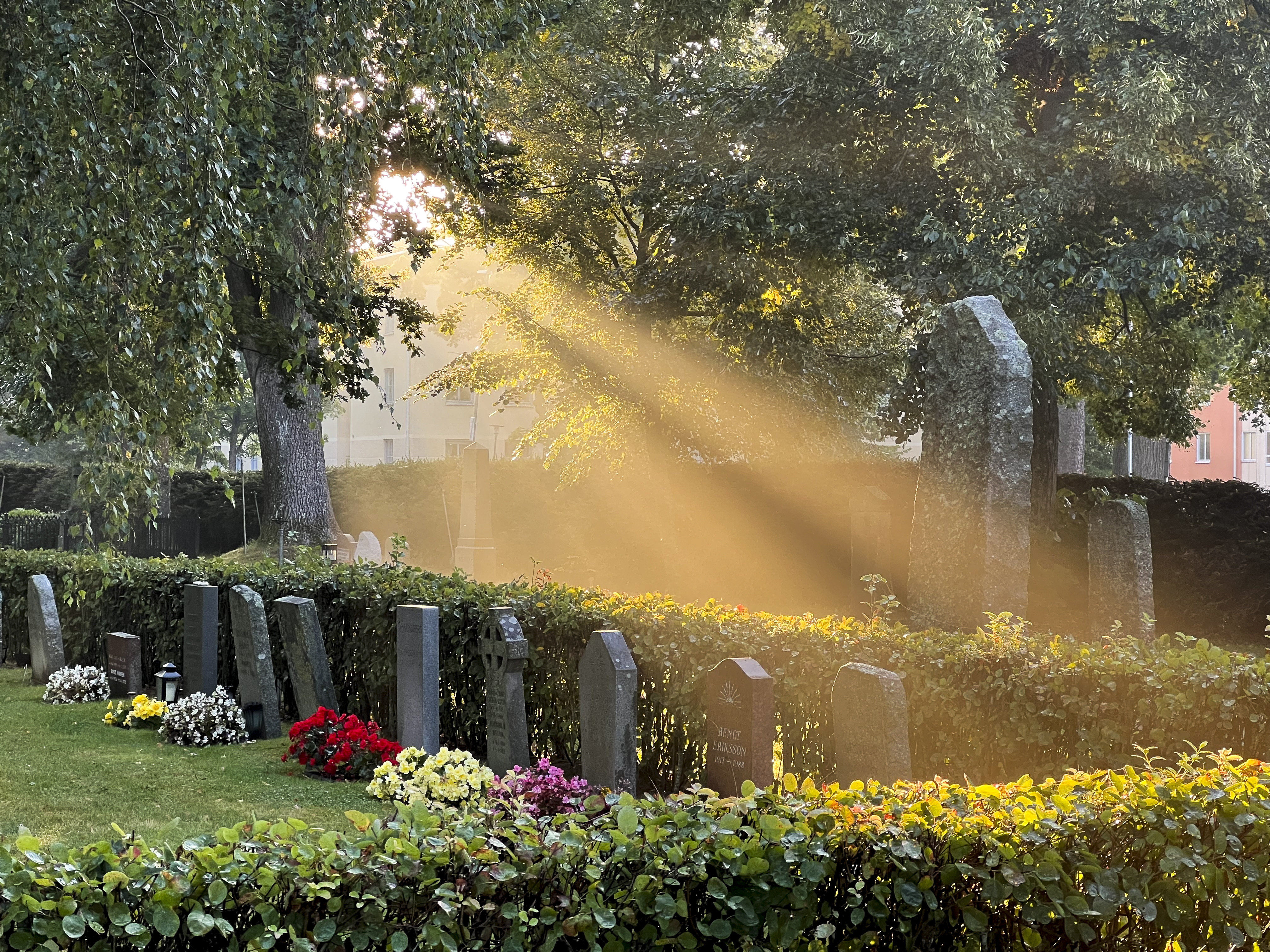 En kyrkogård med gravstenar omgivna av en grön häck. Solstrålar skiner mellan träden och blommor i olika färger ligger på gravarna.