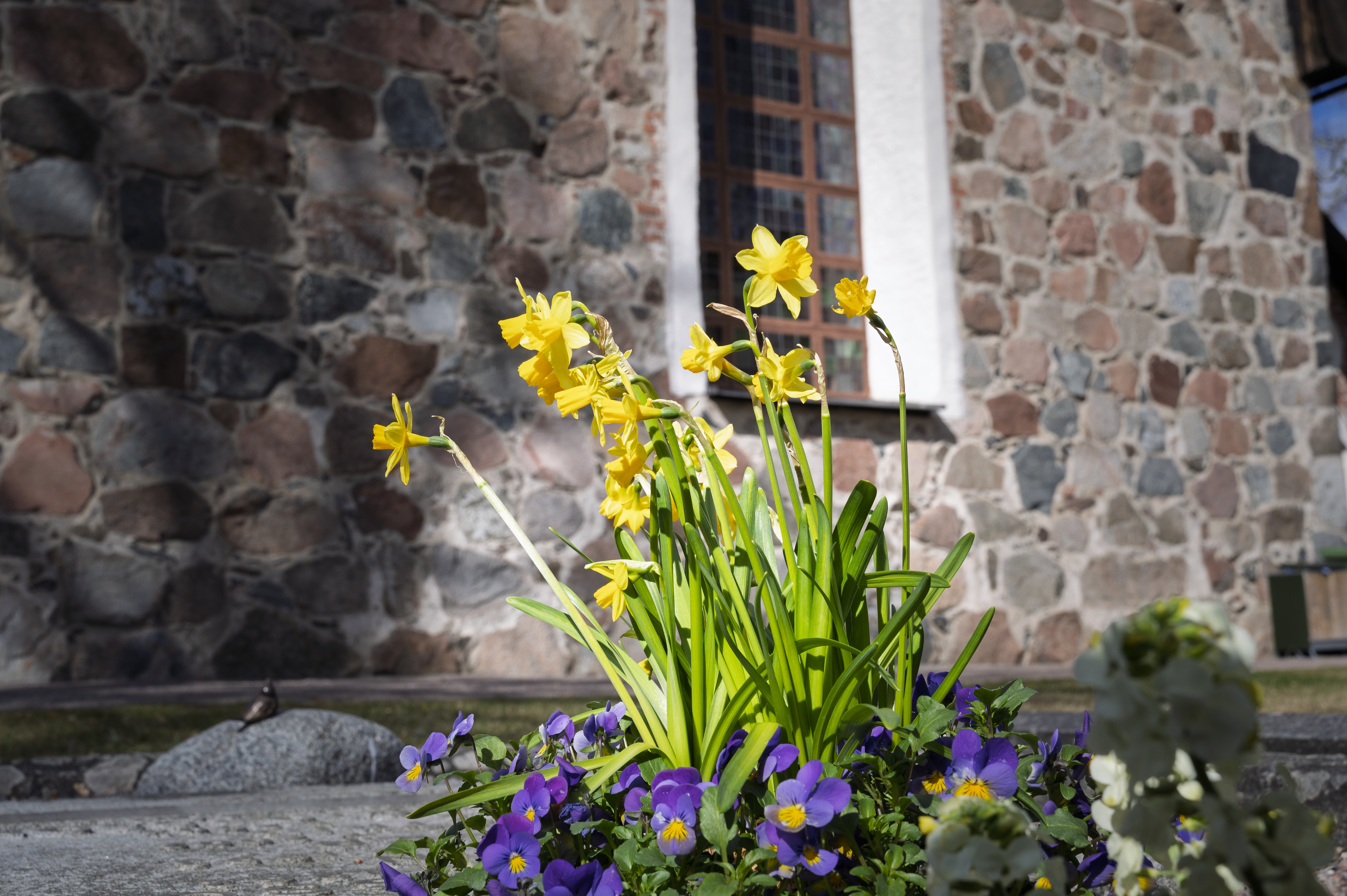 Påskliljor och lila penséer planterade framför en stenkyrka.