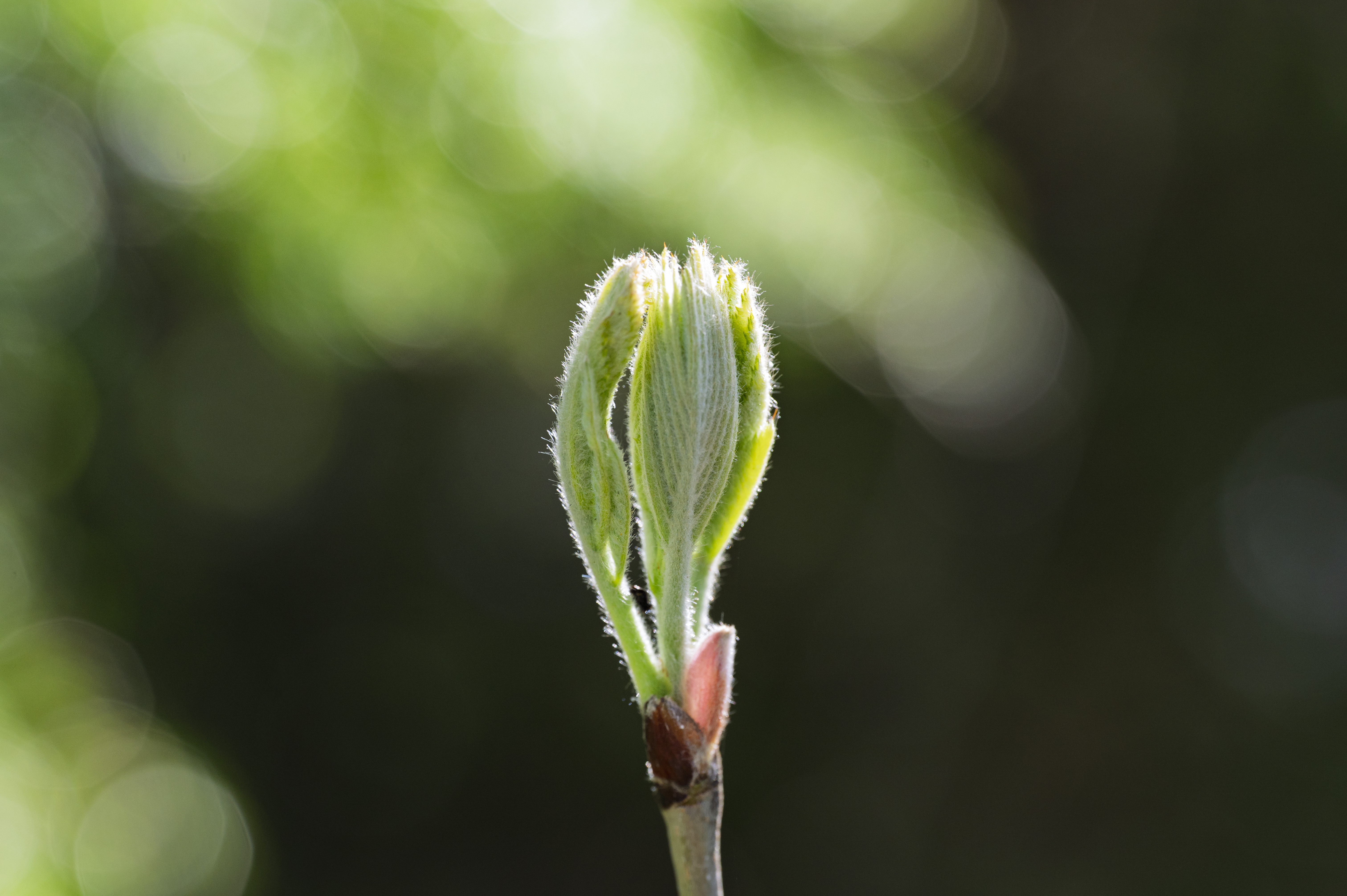 Närbild på ett knoppande löv.