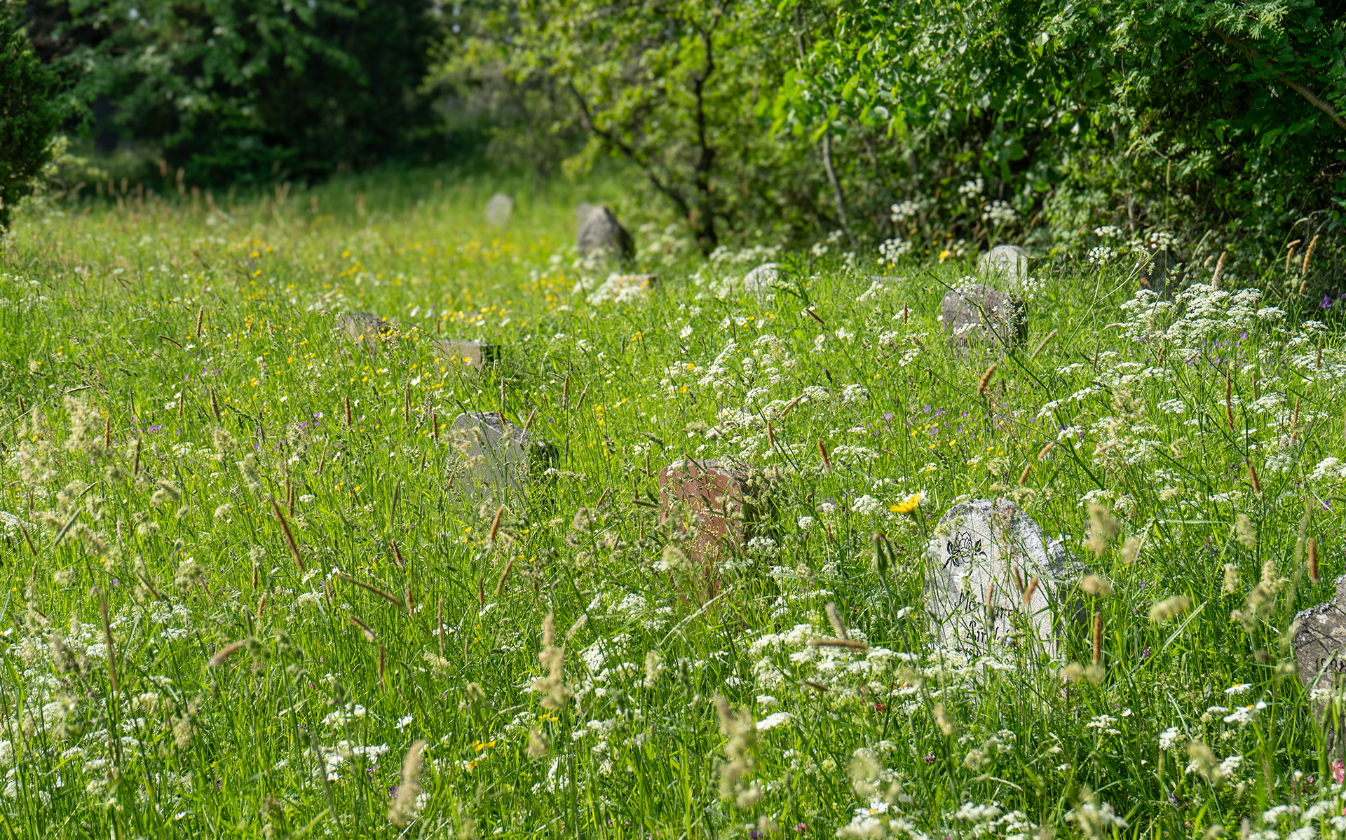 Gravplatser på en blommande äng med gräs och vilda blommor i en lugn och naturnära miljö.